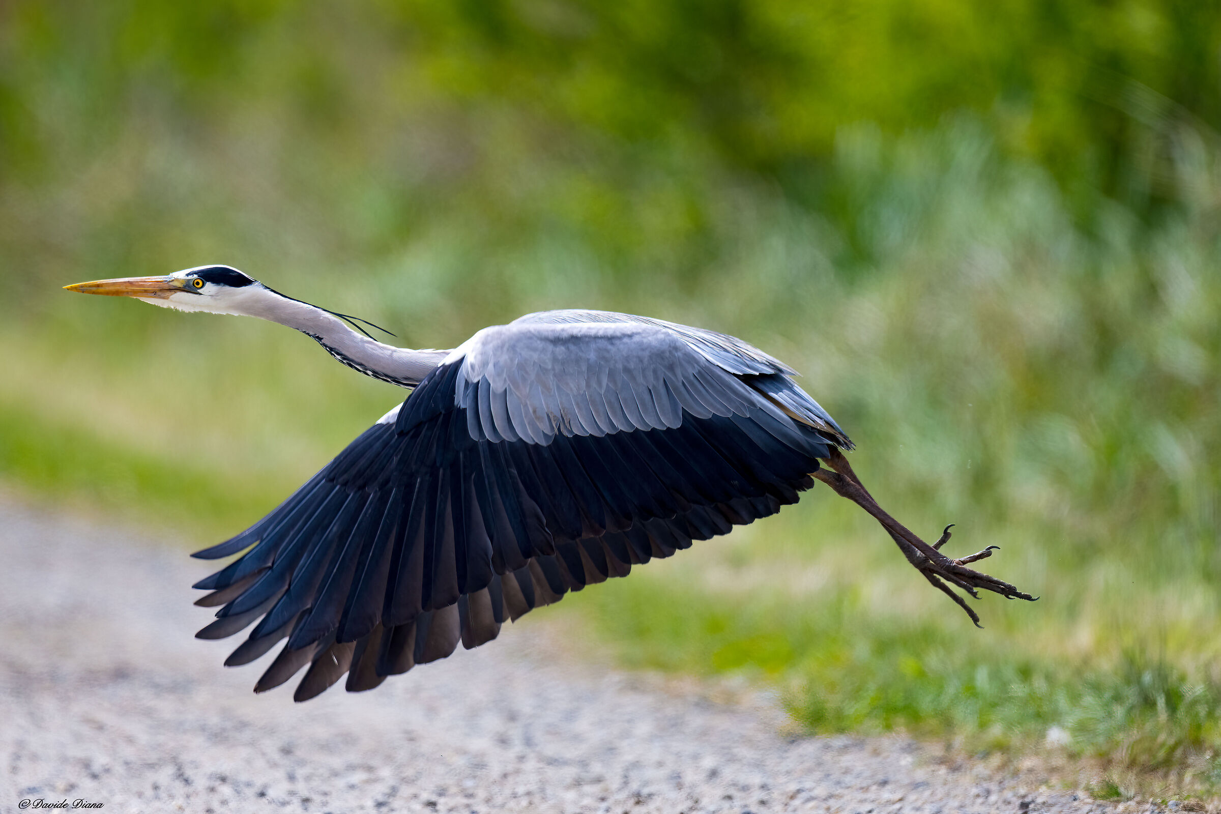 Grey heron