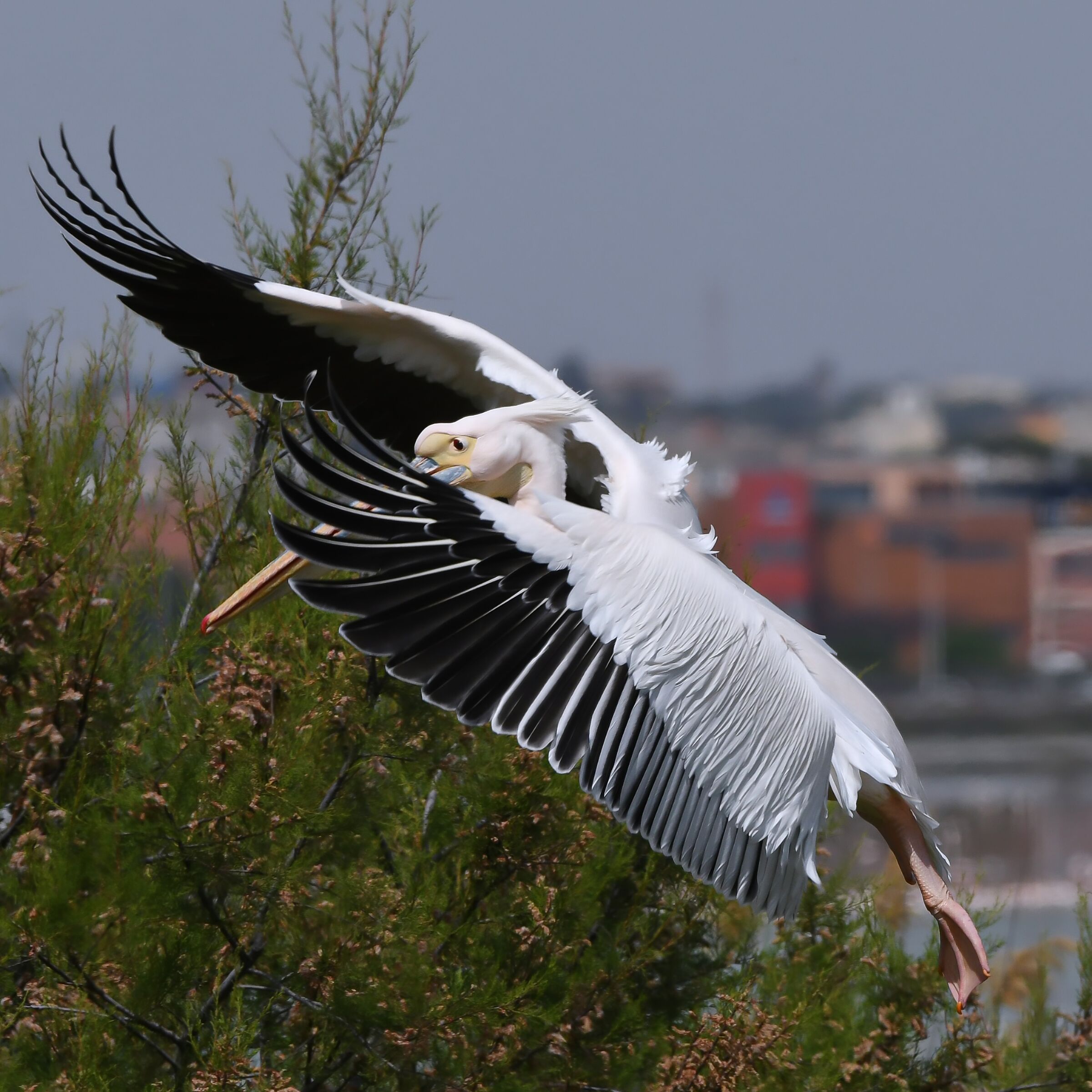 Great white pelican