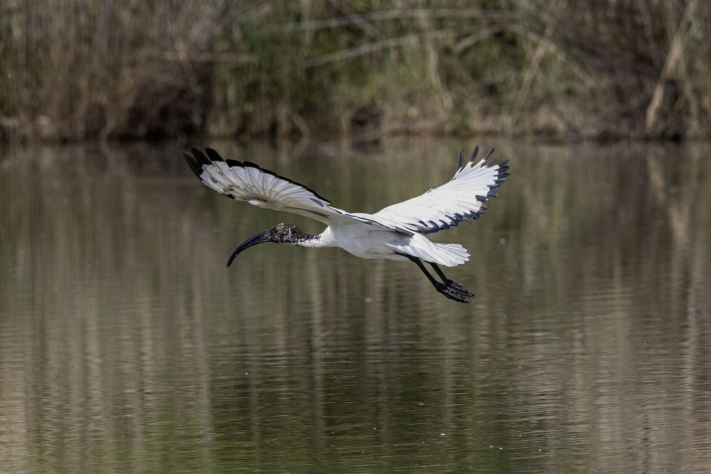 Ibis in flight