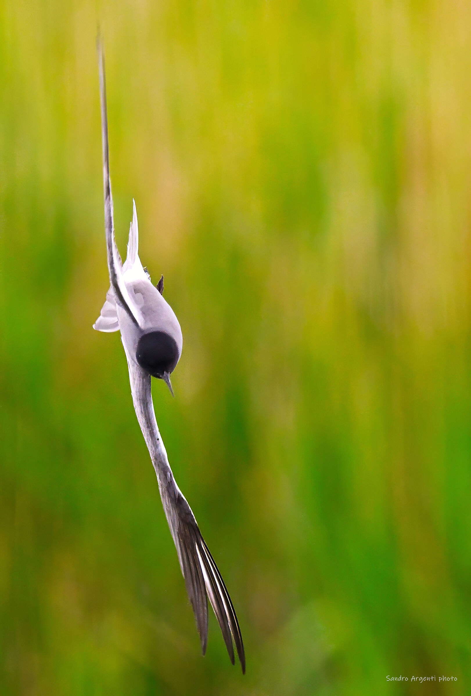 Quasi un'immagine astratta…