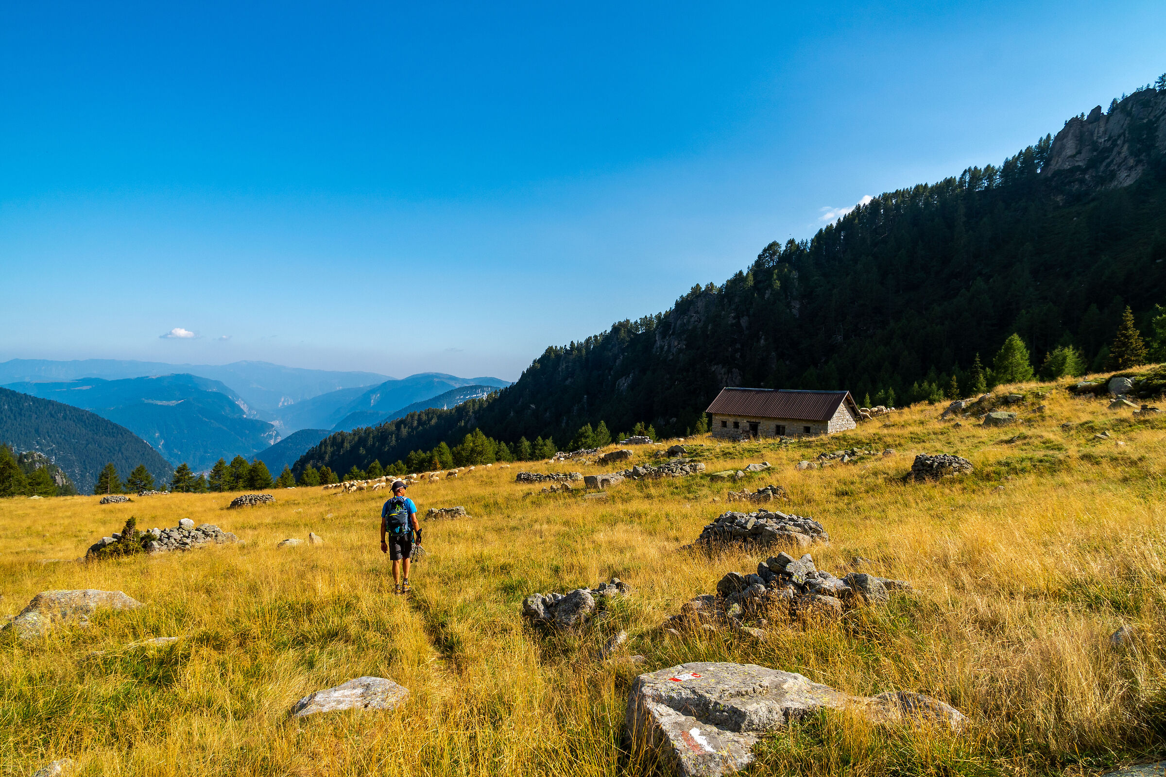 Walking through golden meadows