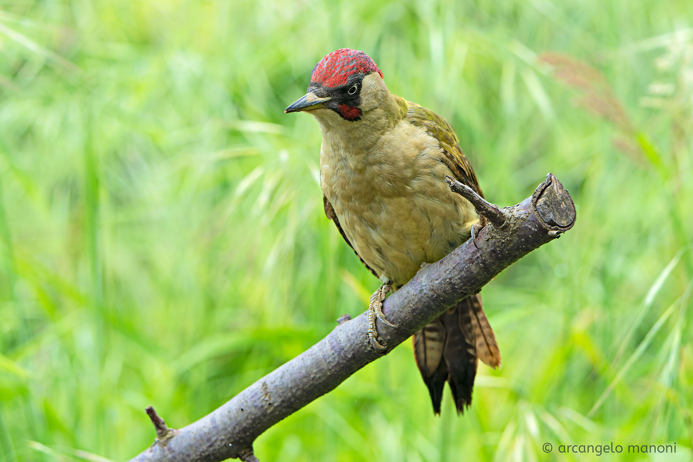 Beccato davanti all'erba alta