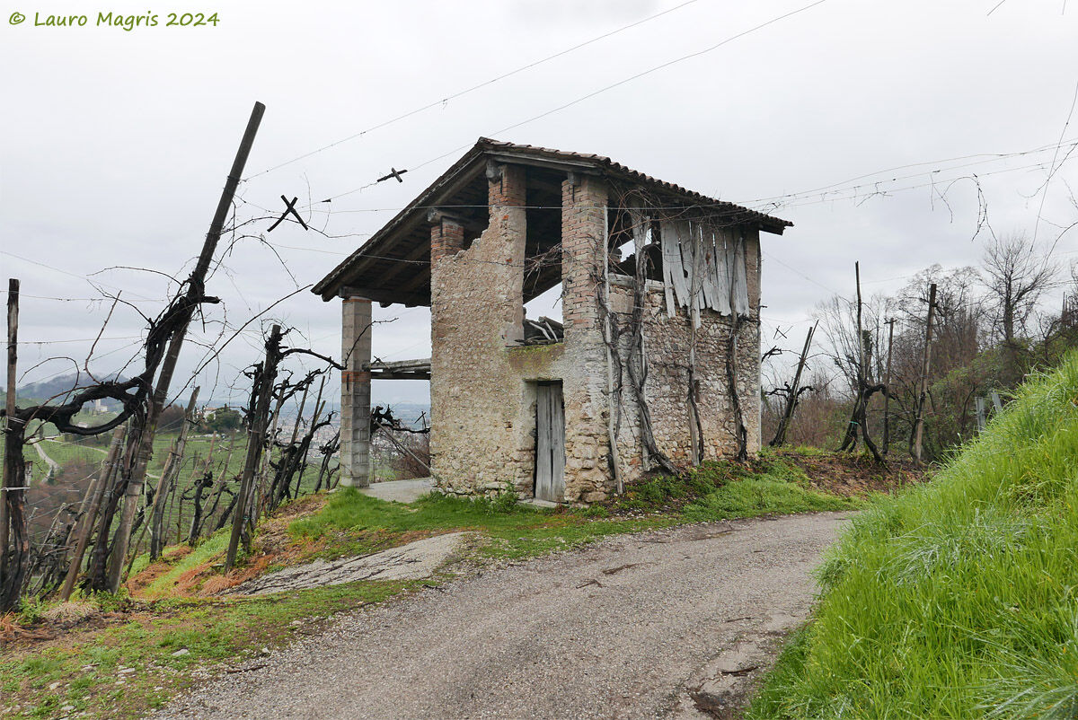 Salendo tra i vigneti