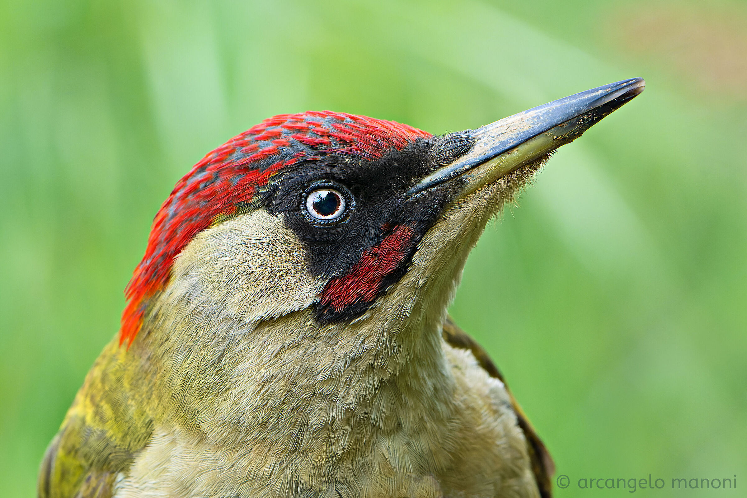 voglia di primissimo piano