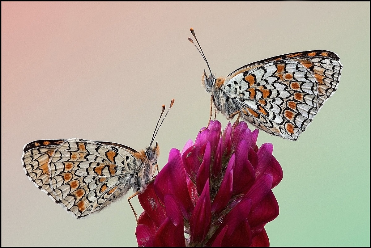 Double Melitaea