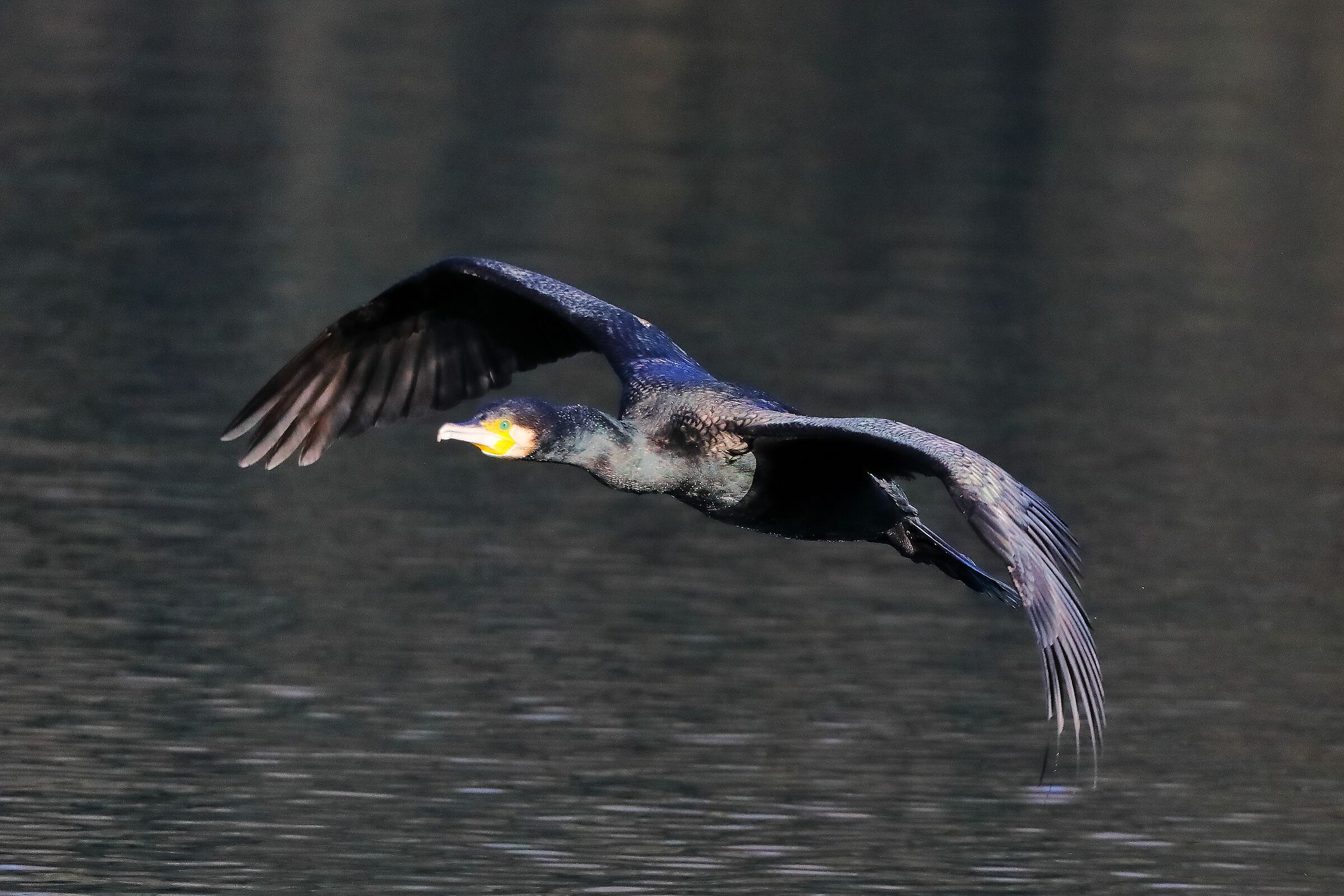 Cormorant 13 February 2024 - 0162