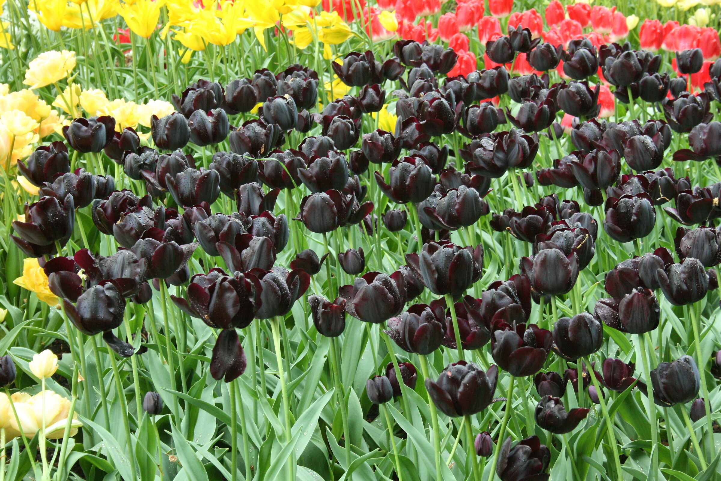 Black tulips, Keukenhof Lisse Botanical Park