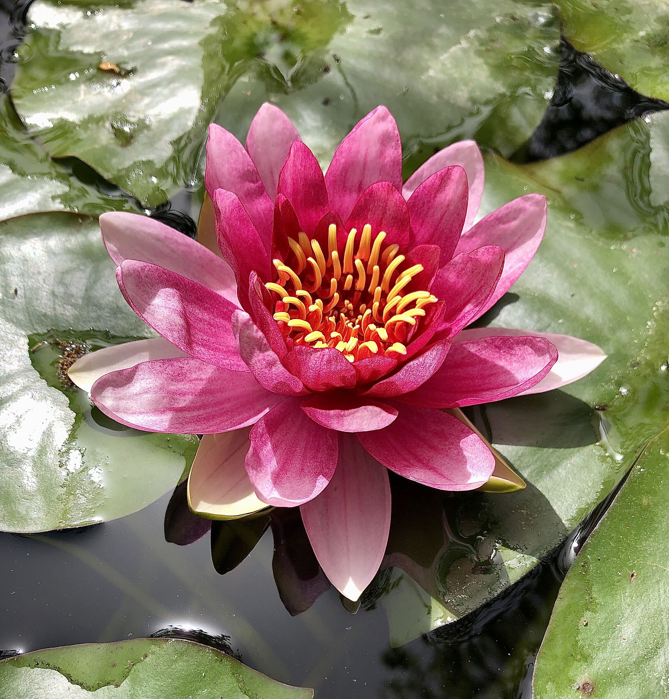 WATER LILY