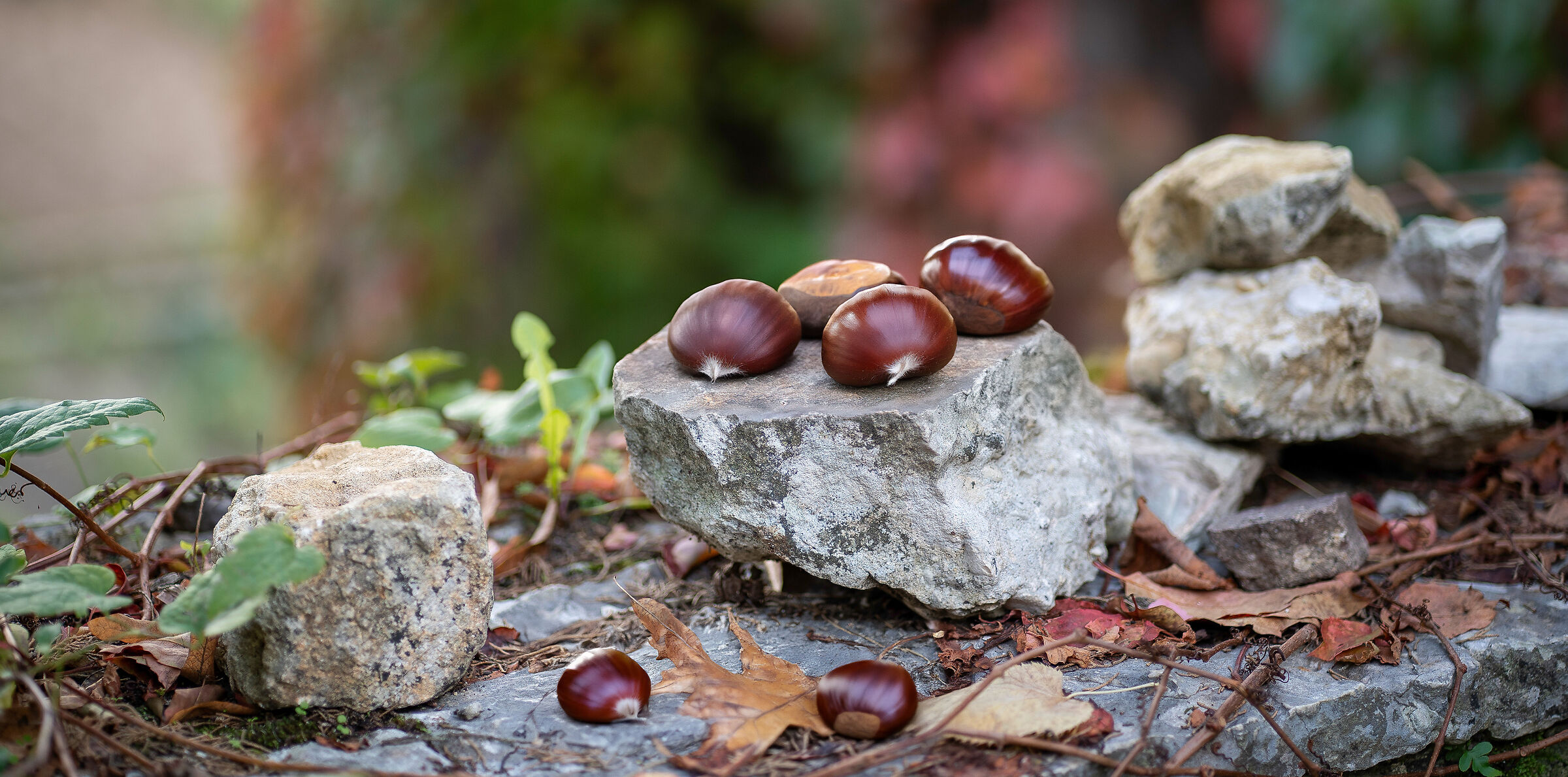 chestnuts