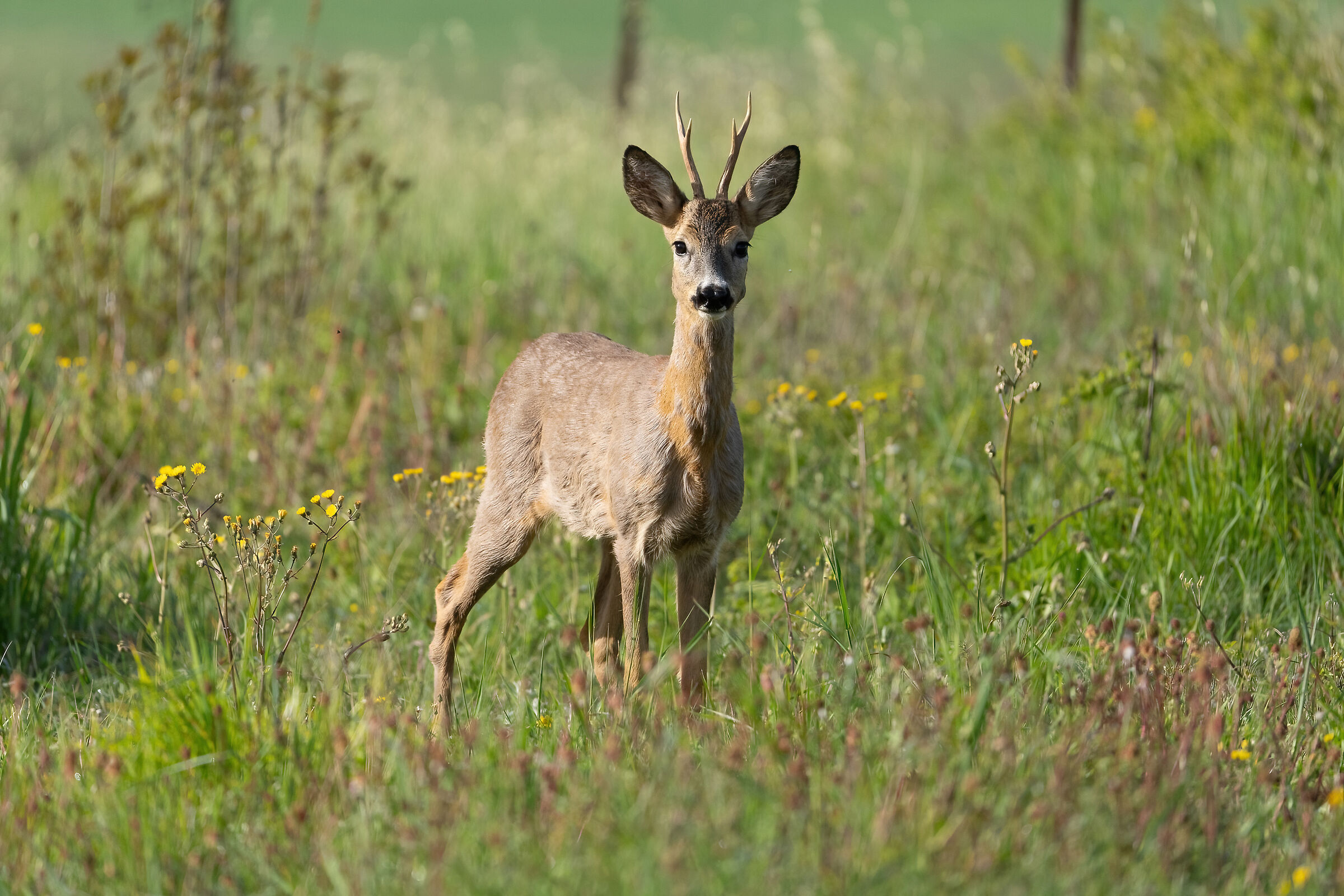 Roe deer (Capreolus capreolus)