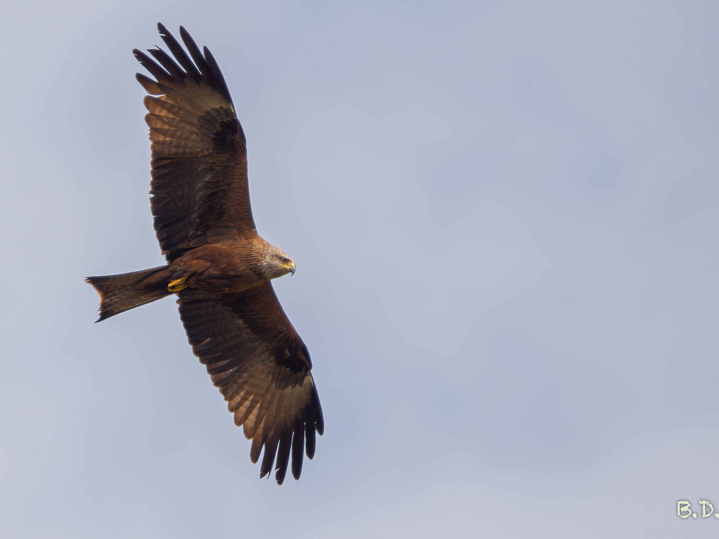 Milvus migrans (Nibbio bruno)