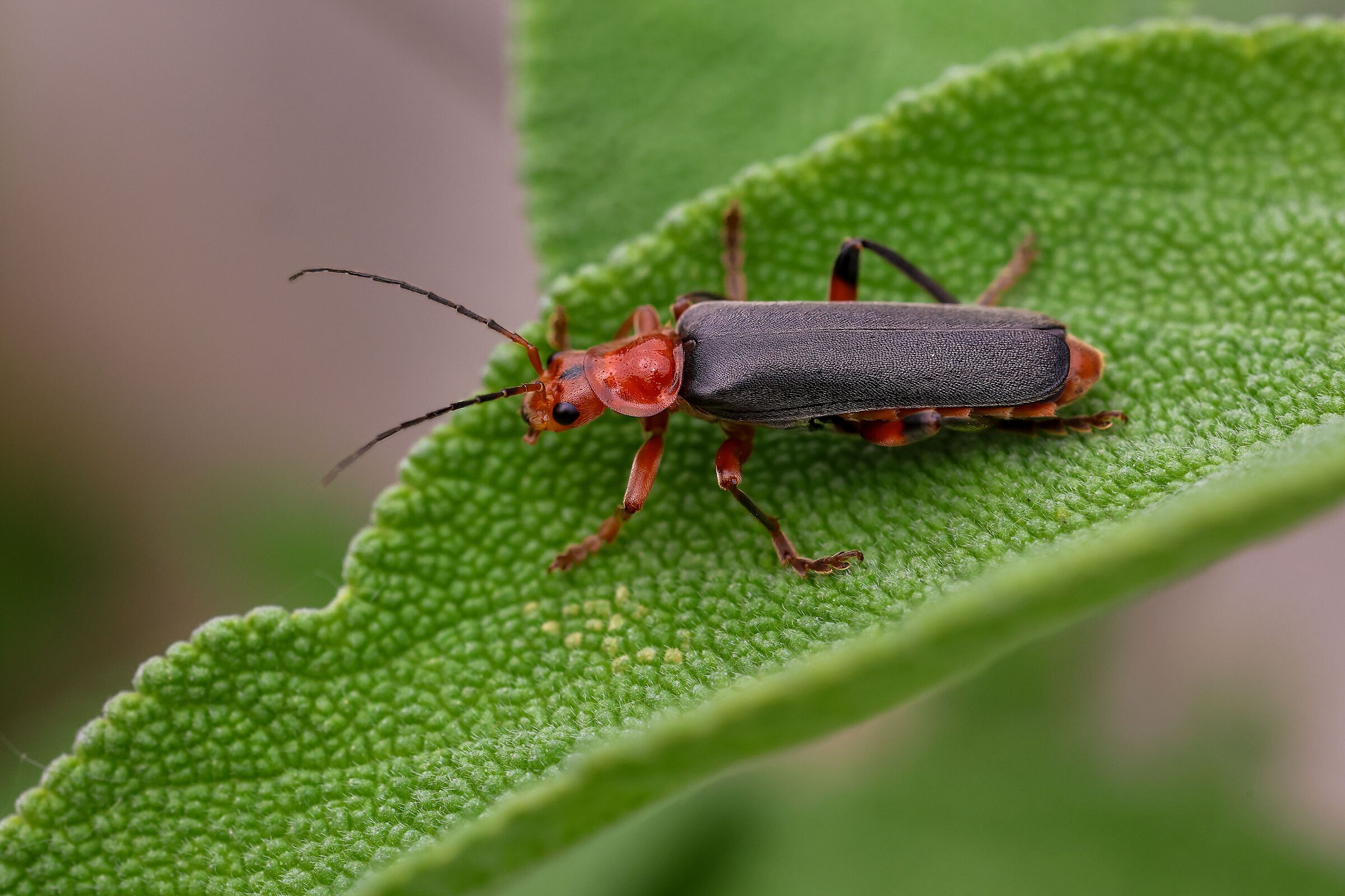Cantharis pellucida
