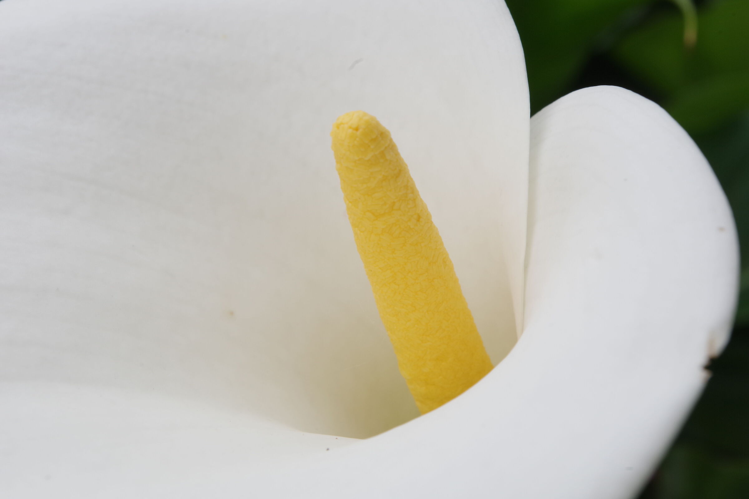 Calla/Zantedeschia 2