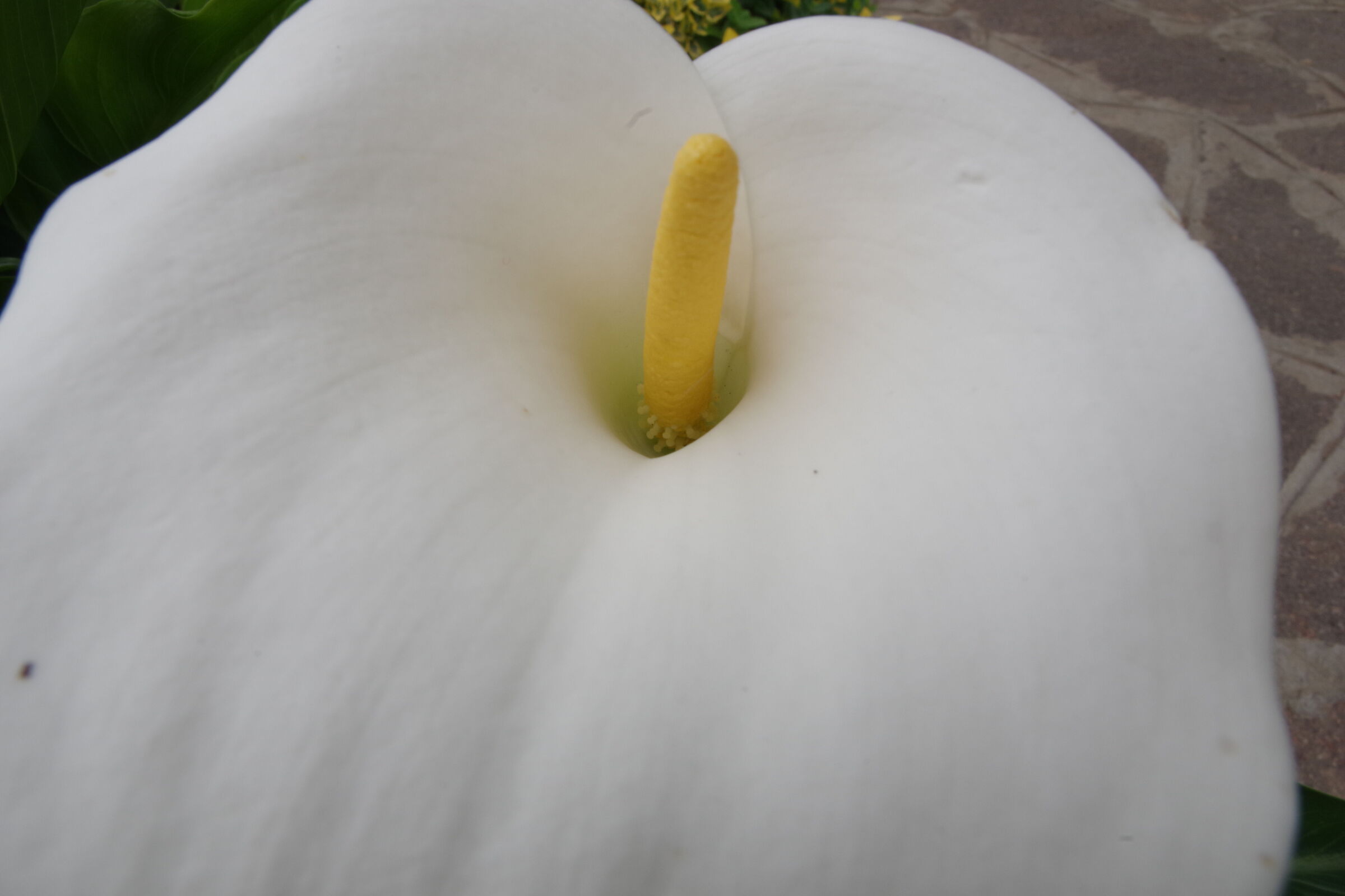 Calla/Zantedeschia 3