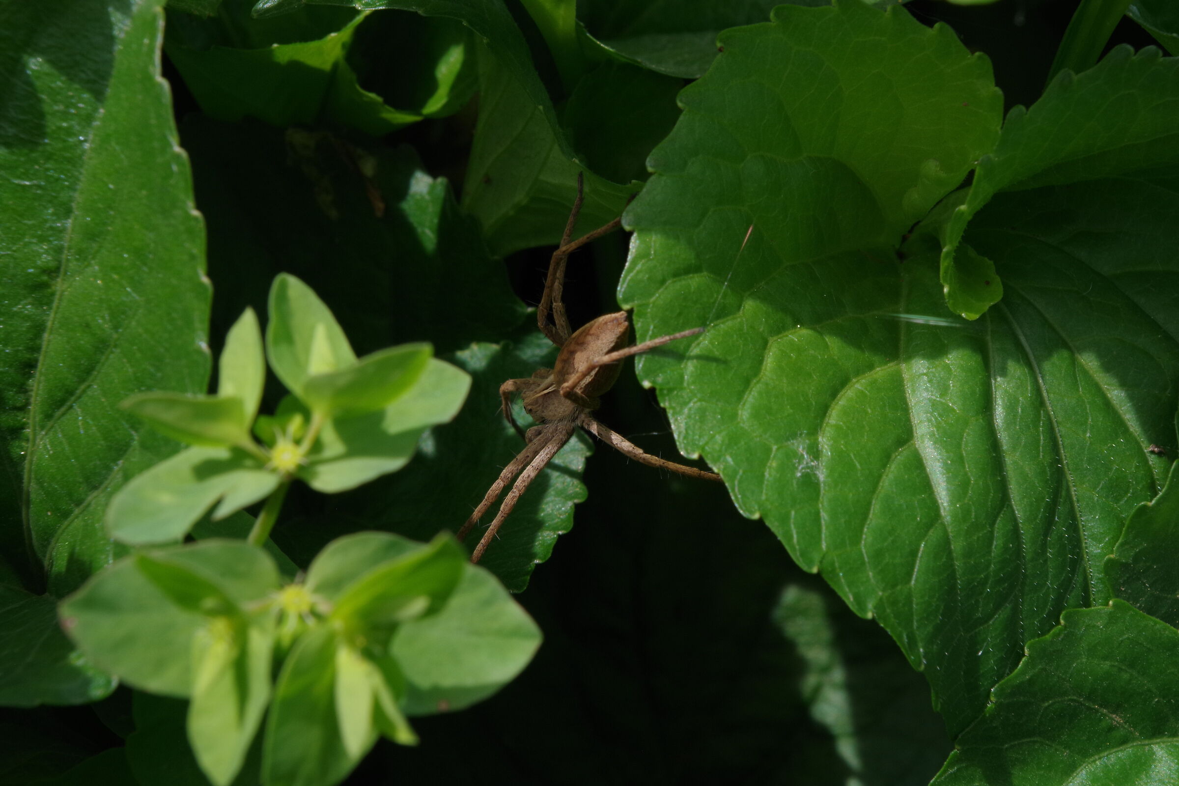 Ragno in equilibrio tra le foglie 2