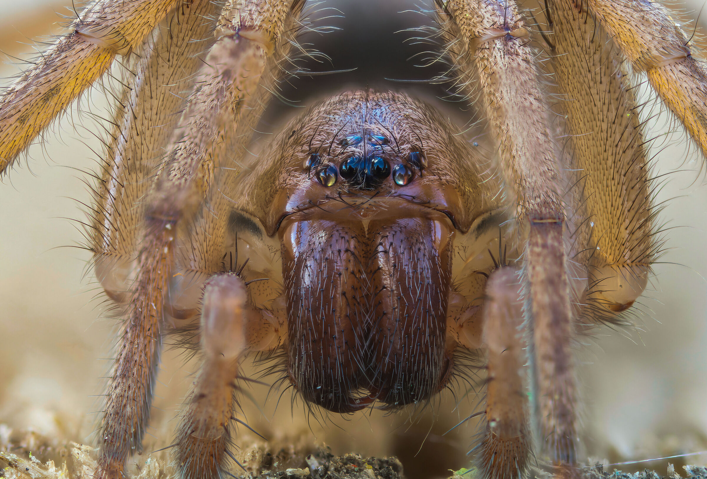 Drassodes sp. z o.o.