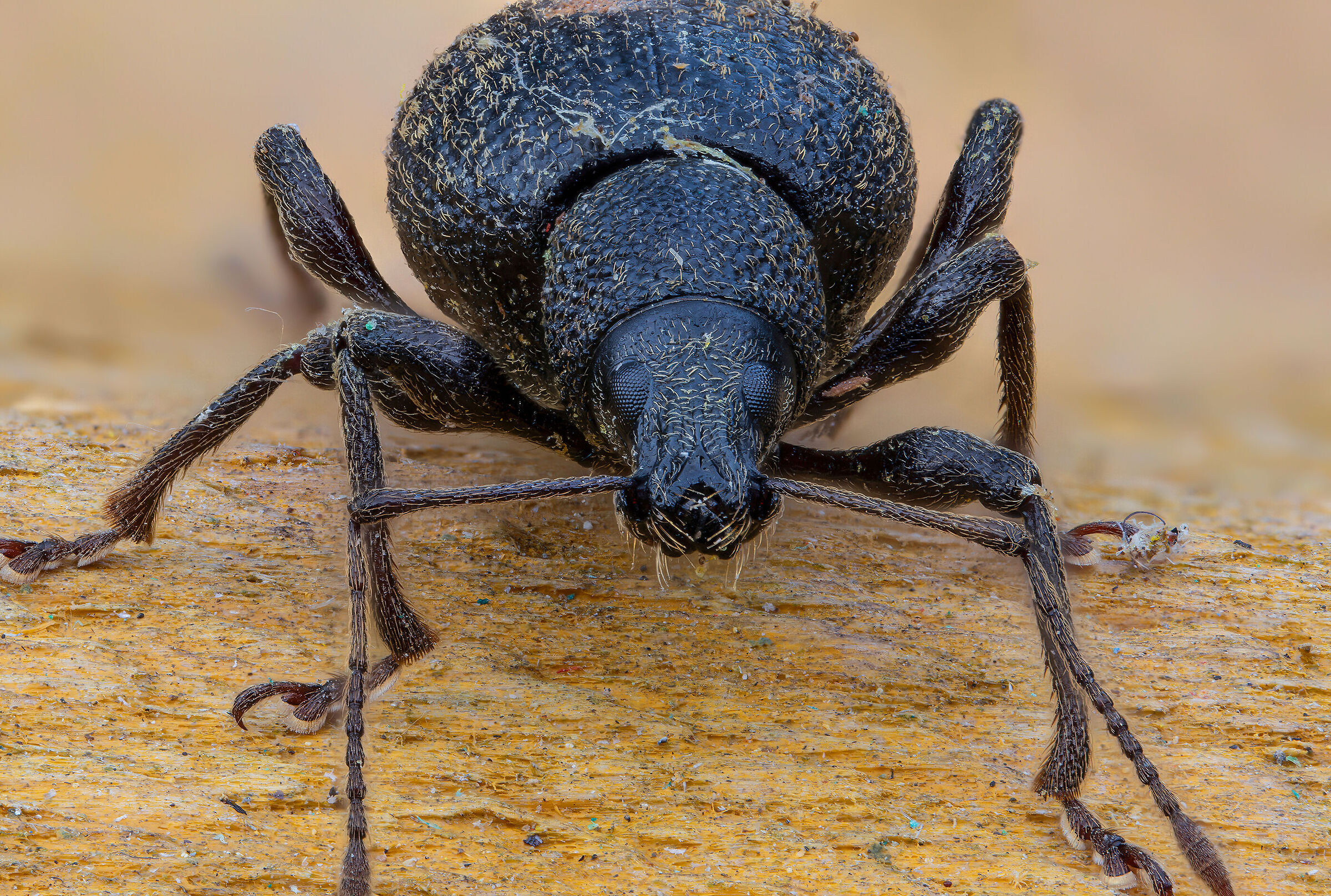 Otiorhynchus sp. z o.o.