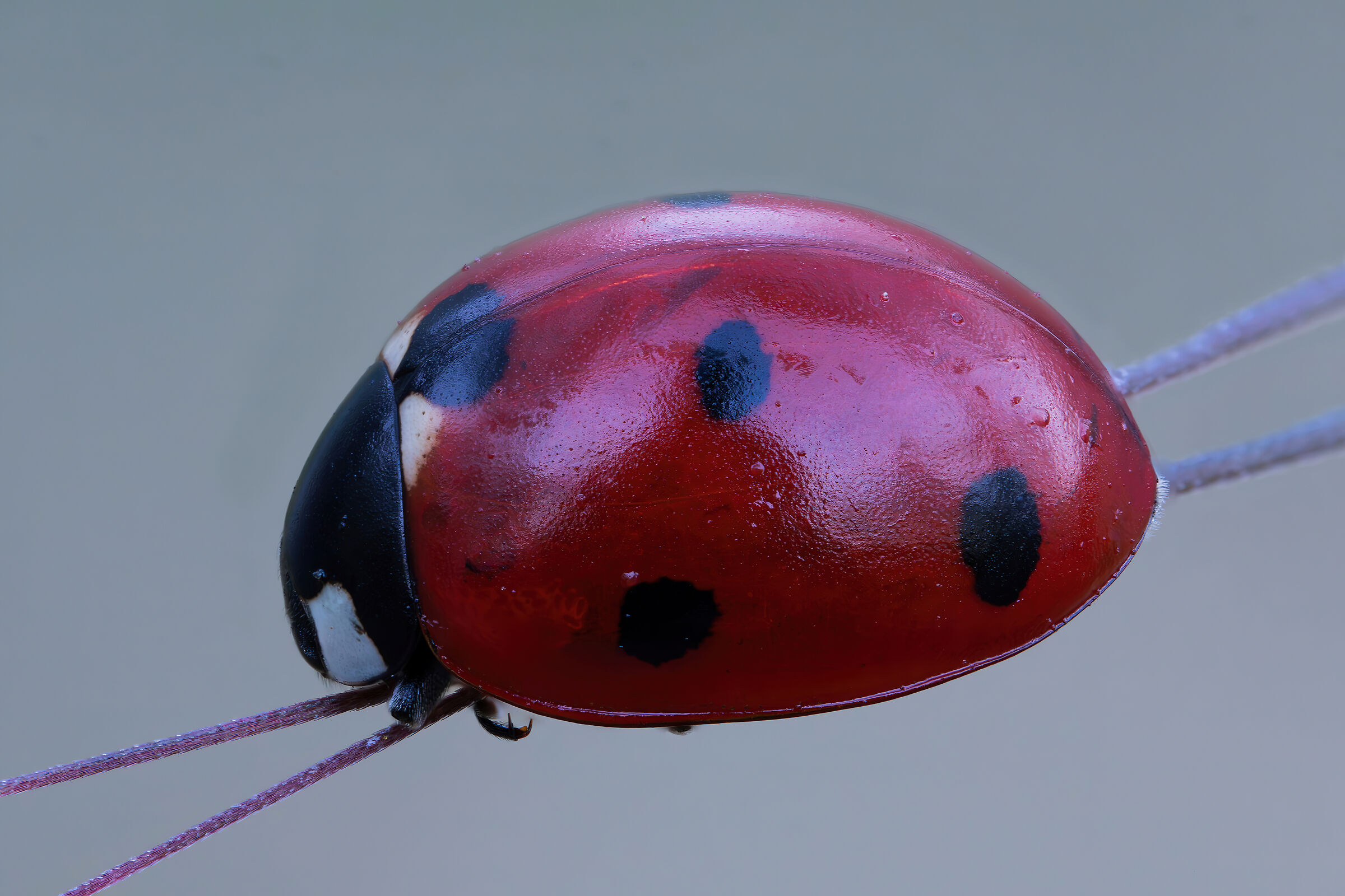 Ladybug septempunctata