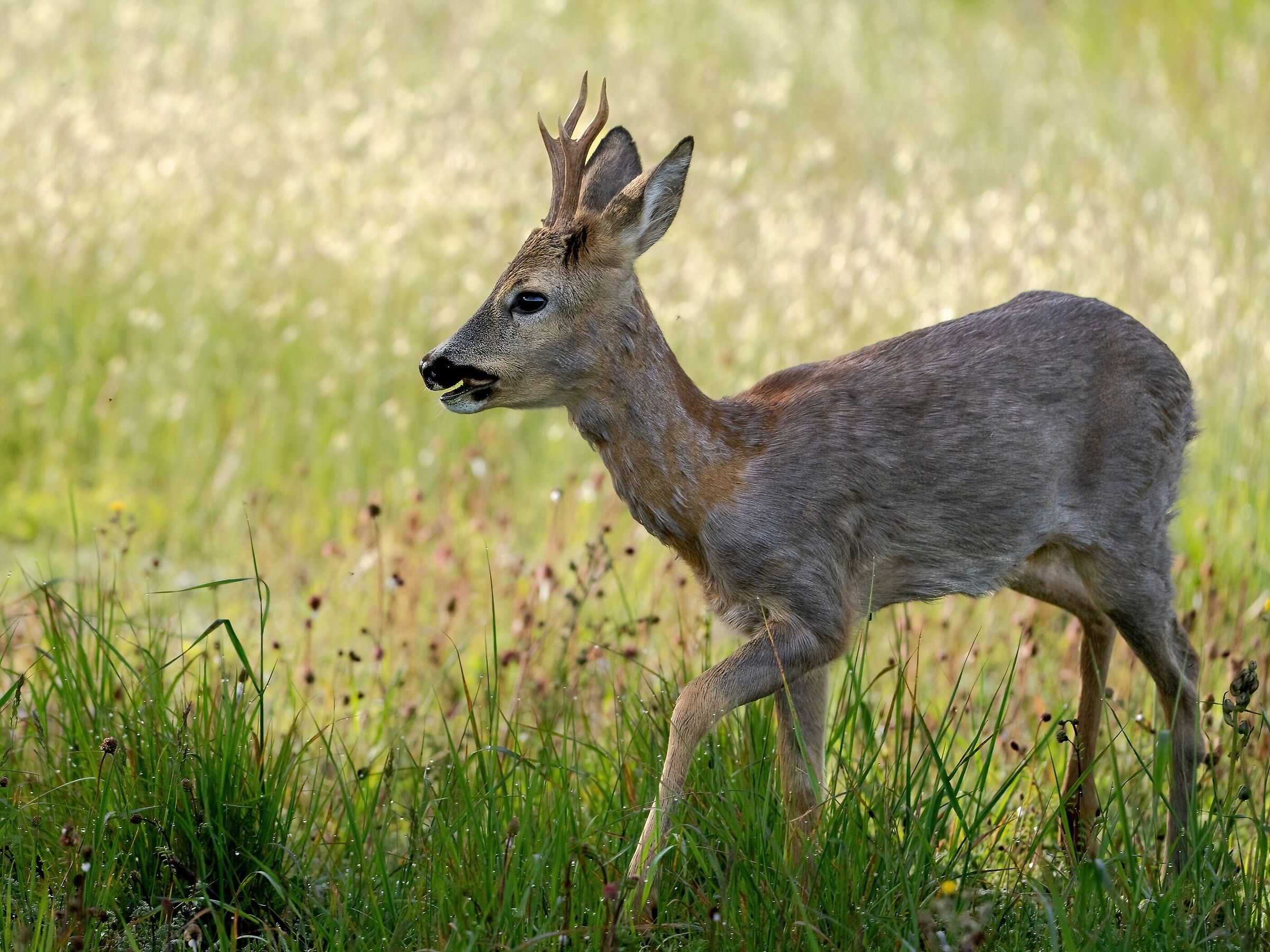 Roe deer (Capreolus capreolus) Male