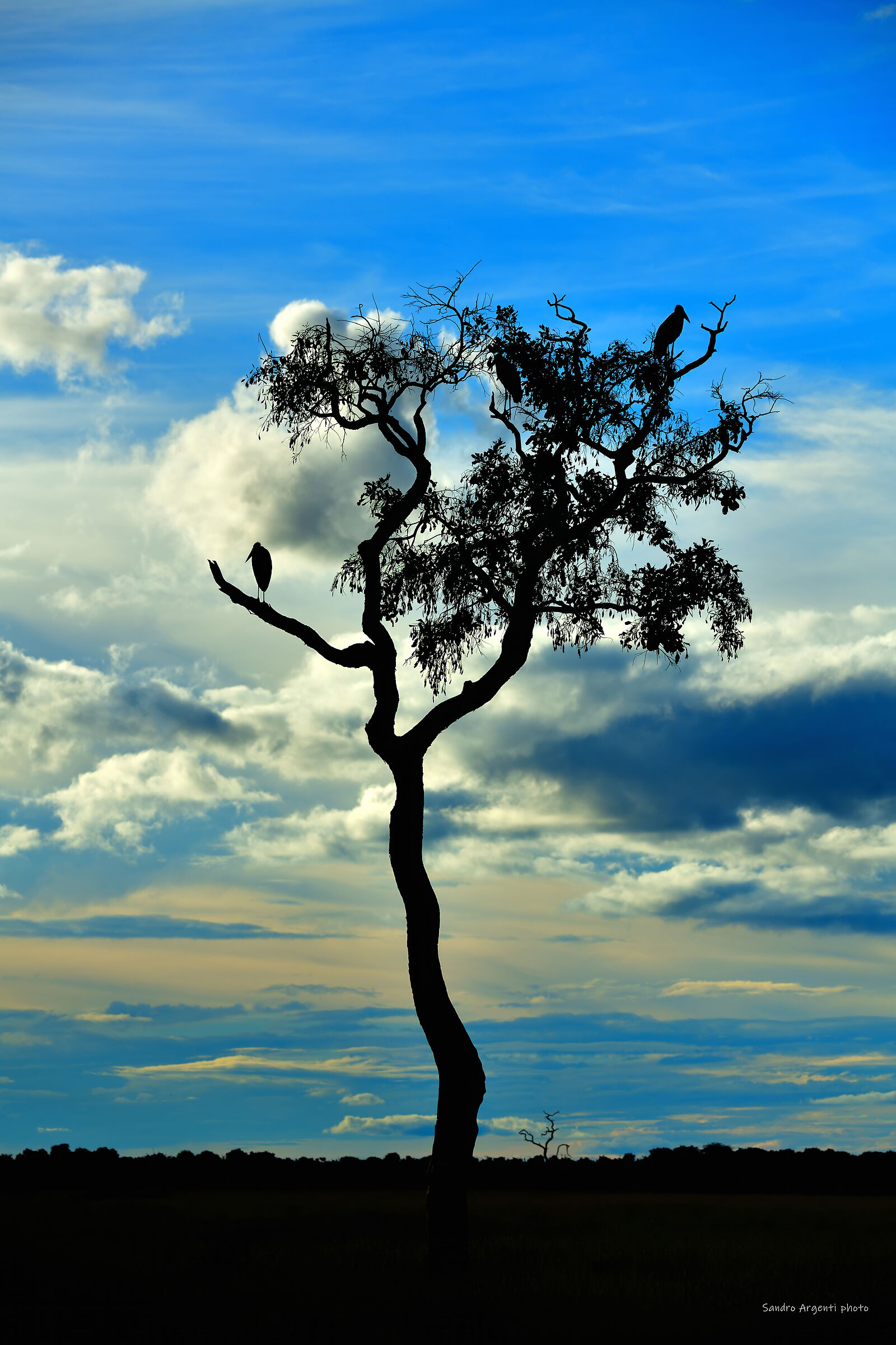 I particolari colori della Savana al tramonto. Botswana