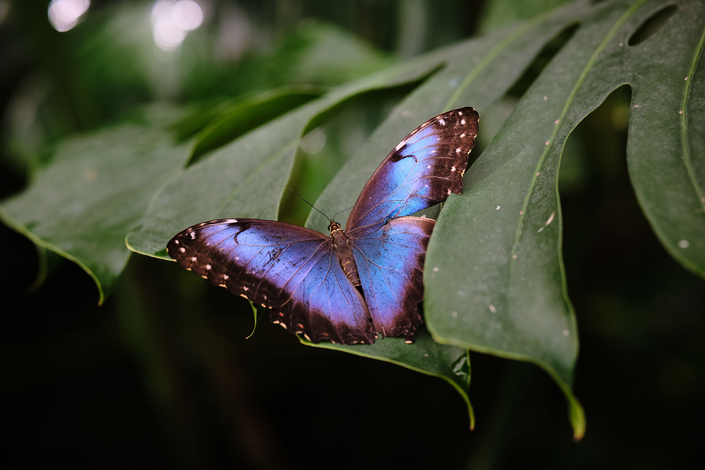 Morpho helenor