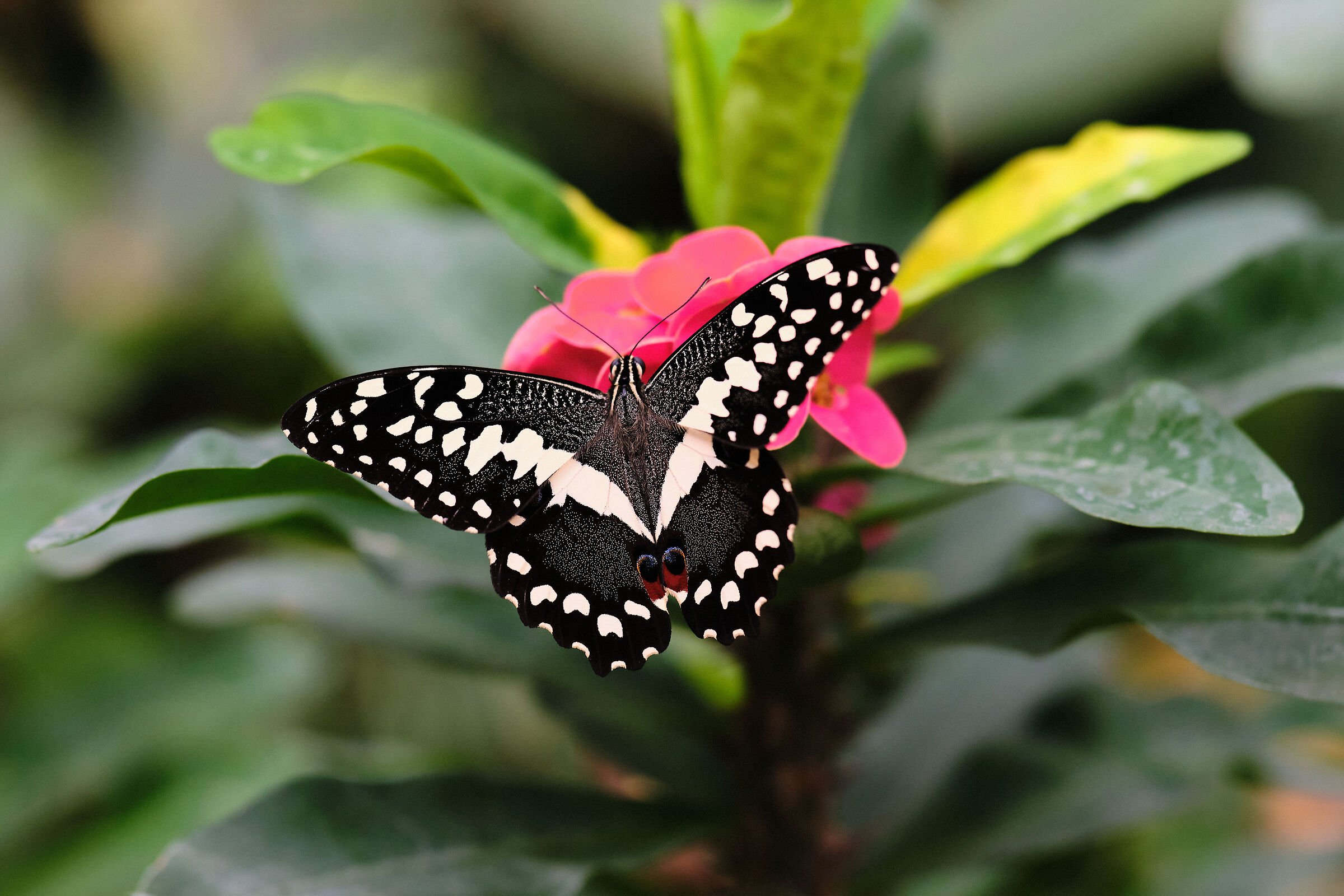 Papilio demodocus