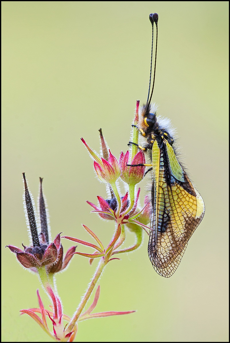 Libelluloides Coccajus