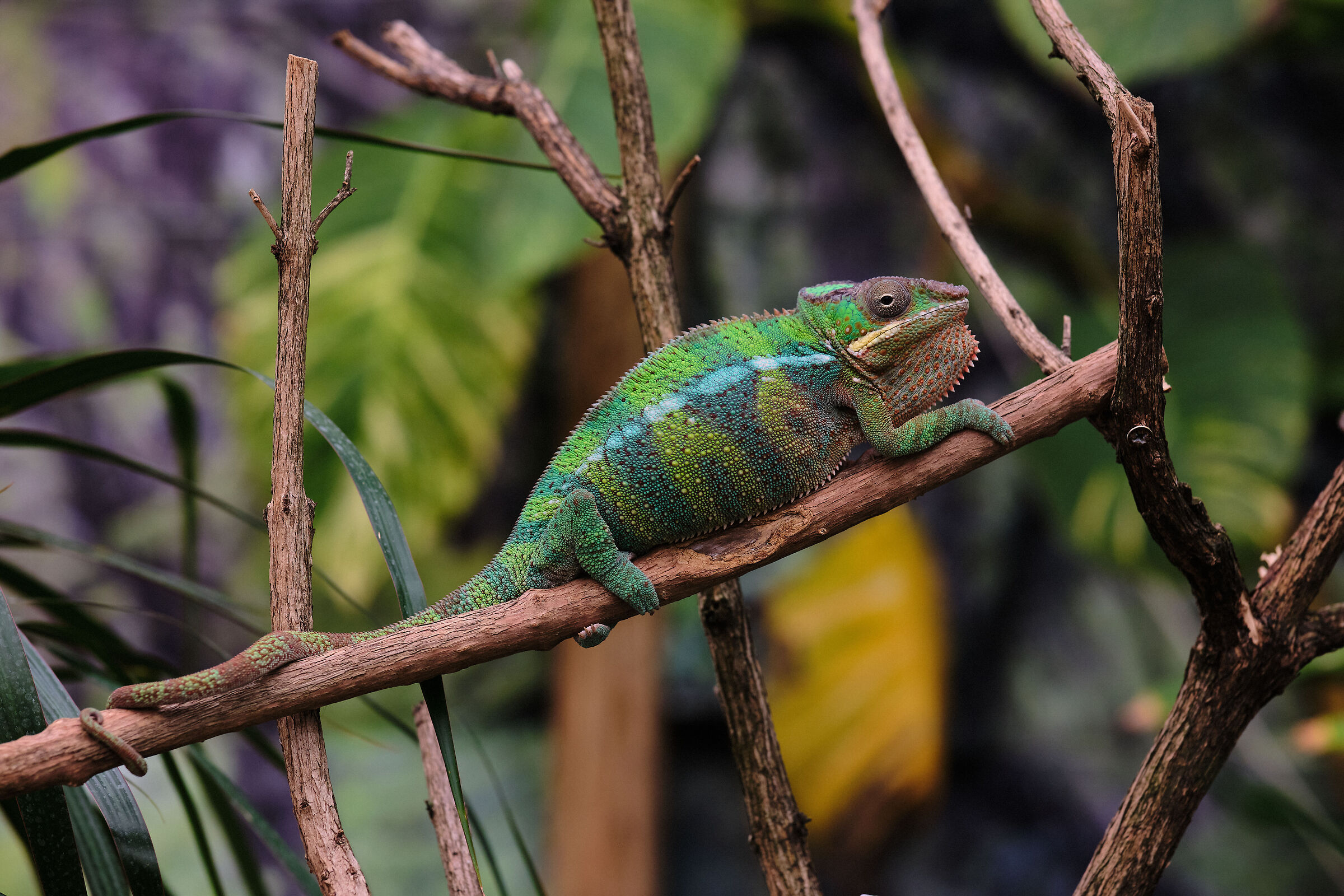 Furcifer pardalis
