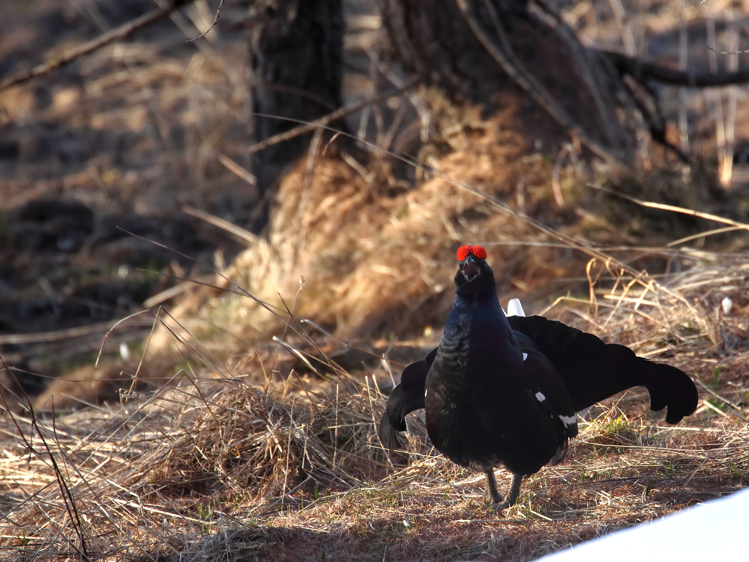 Il gallo di Shaplet