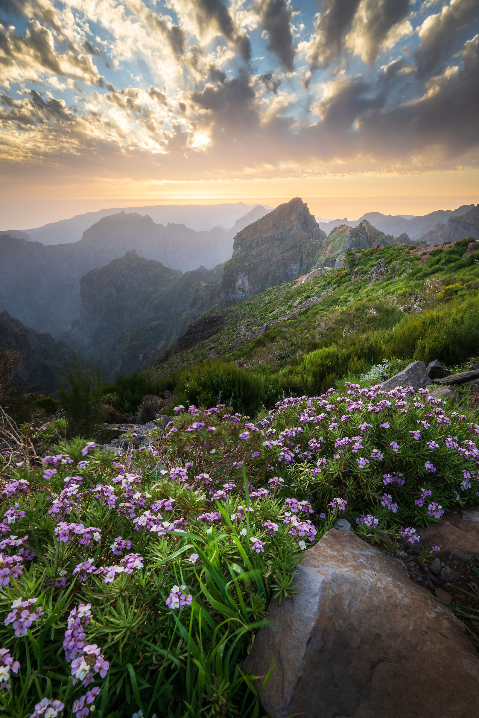 Flowers on the valley