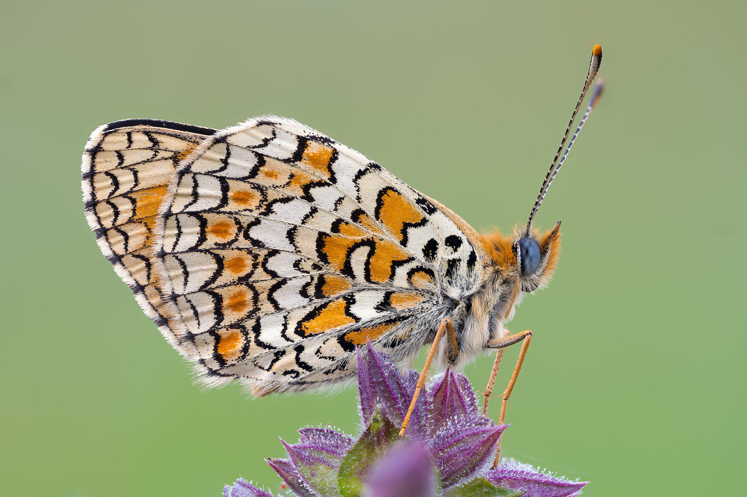 Melitaea Antidepressant