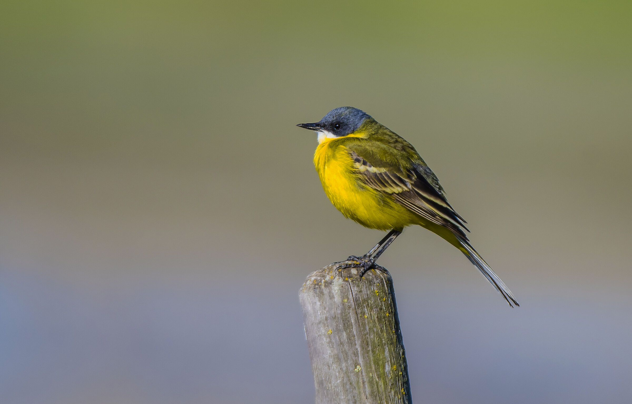 Maschio di Cutrettola