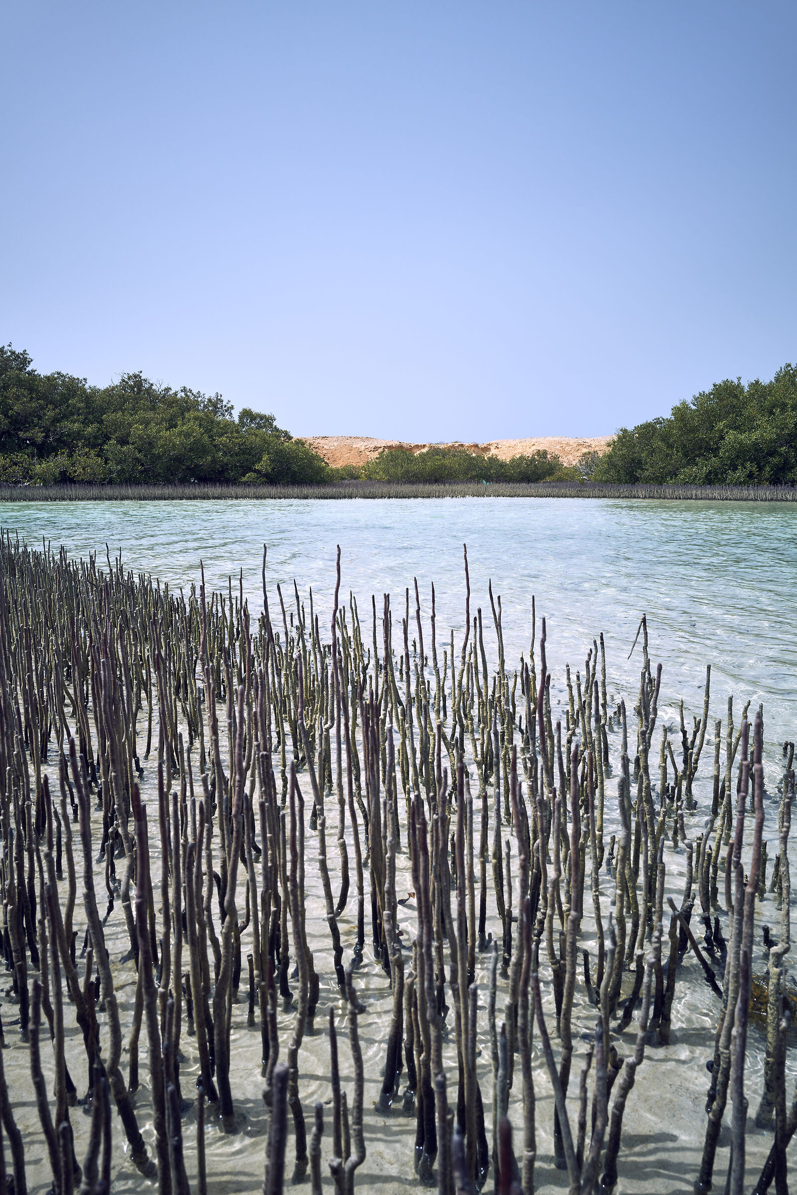 Mangroves