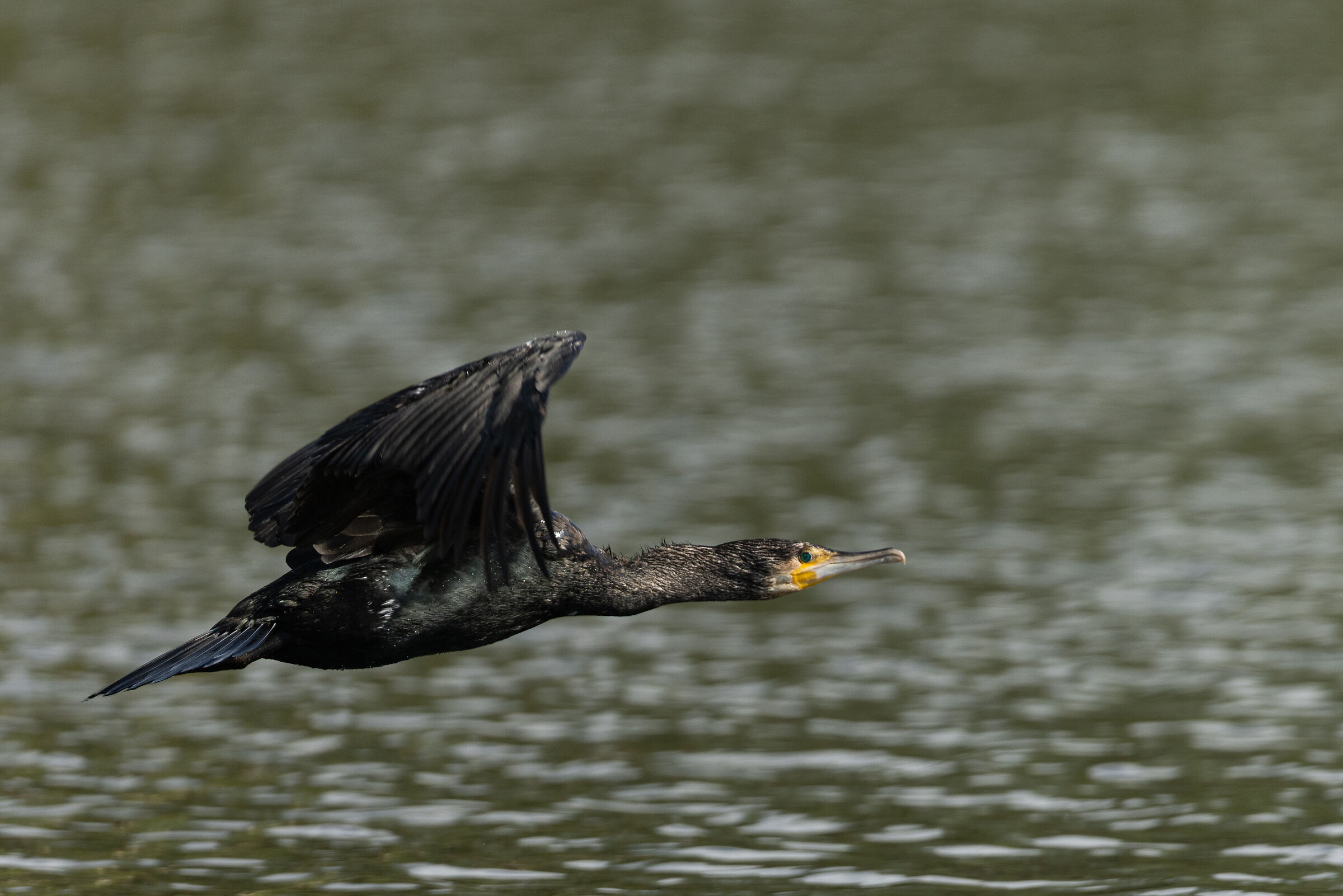 Cormorano