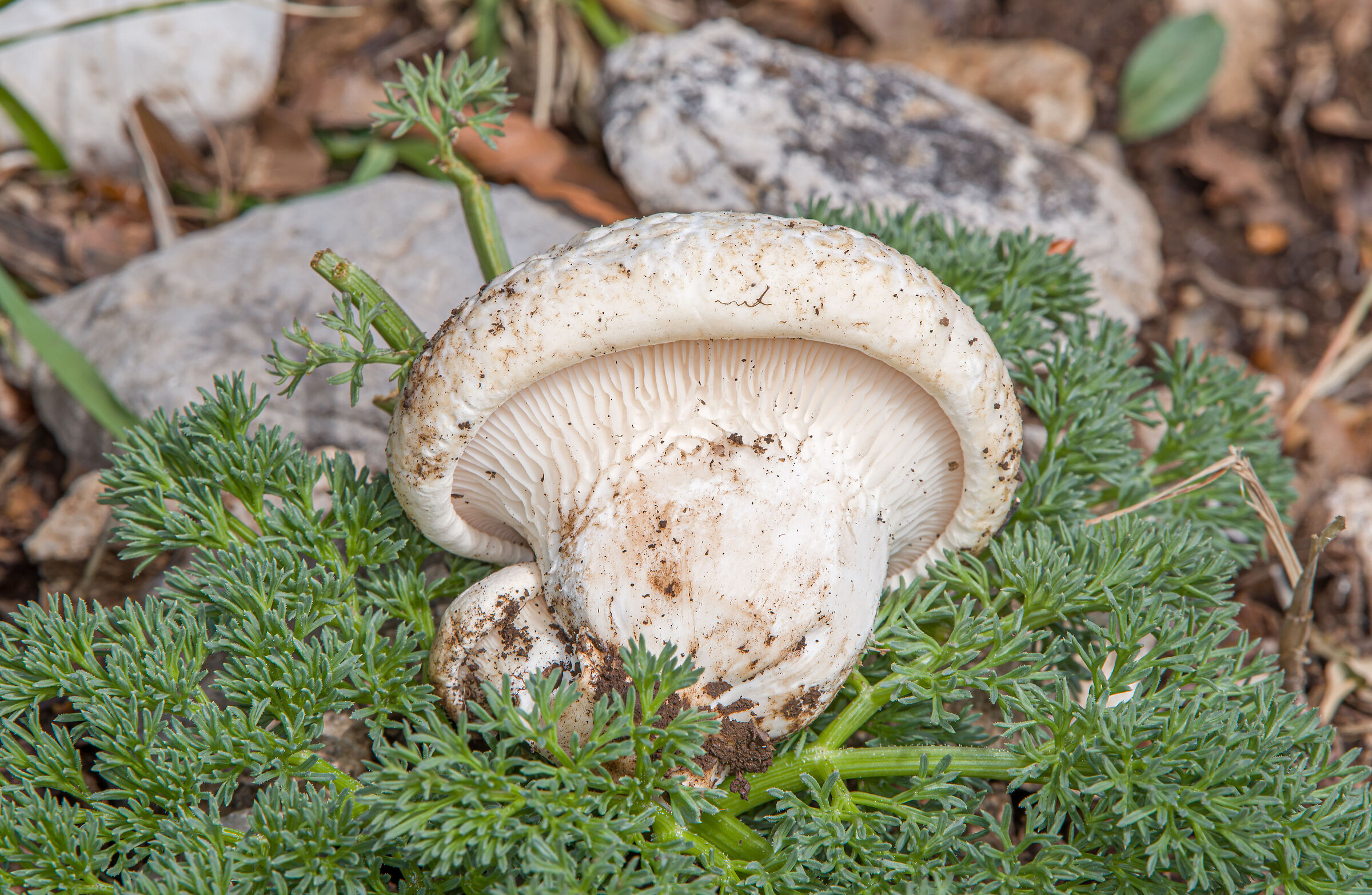 Pleurotus nebrodensis, the white gold of the Madonie