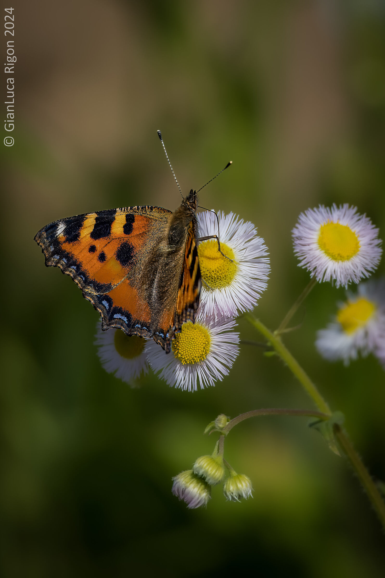 Farfalla dell'ortica