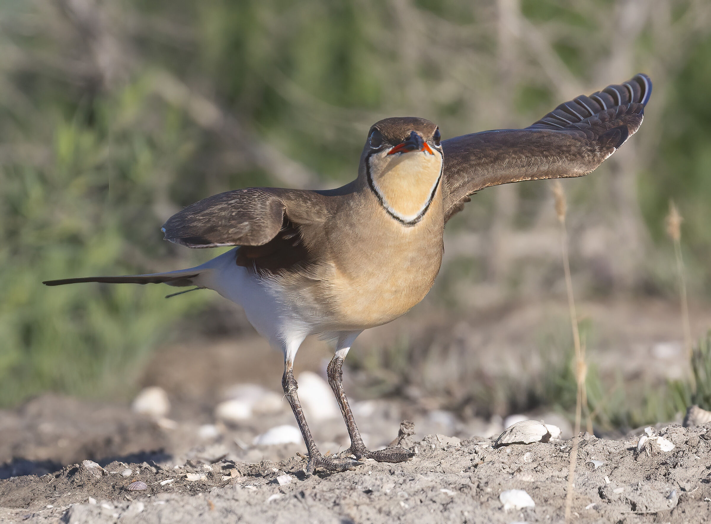 fammi volare via, pernice di mare