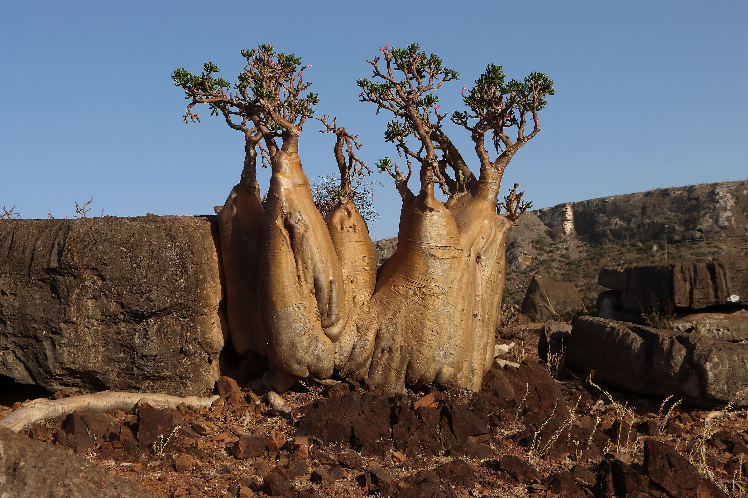S O C O T R A - "alien" tree