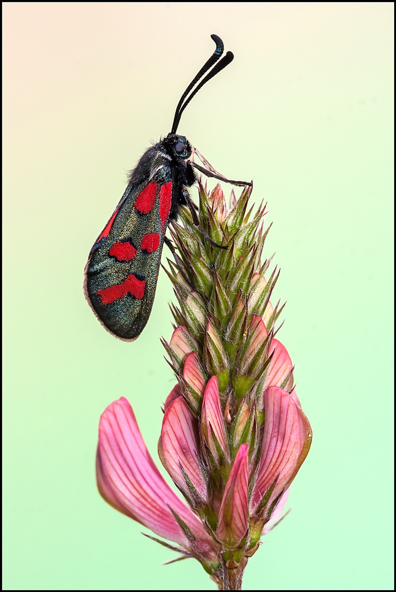 Zygaena