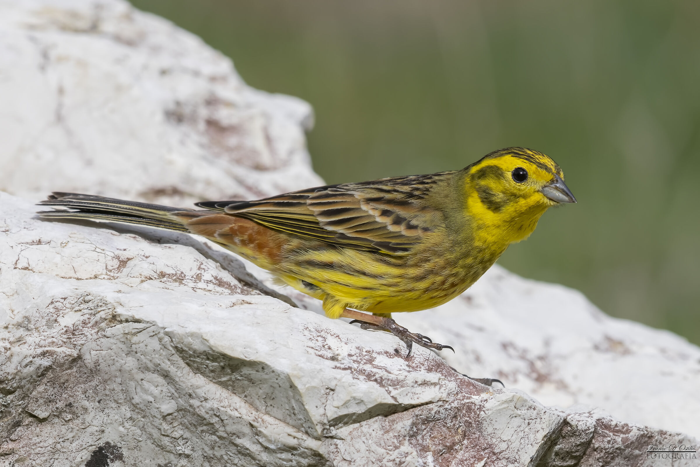Zigolo giallo