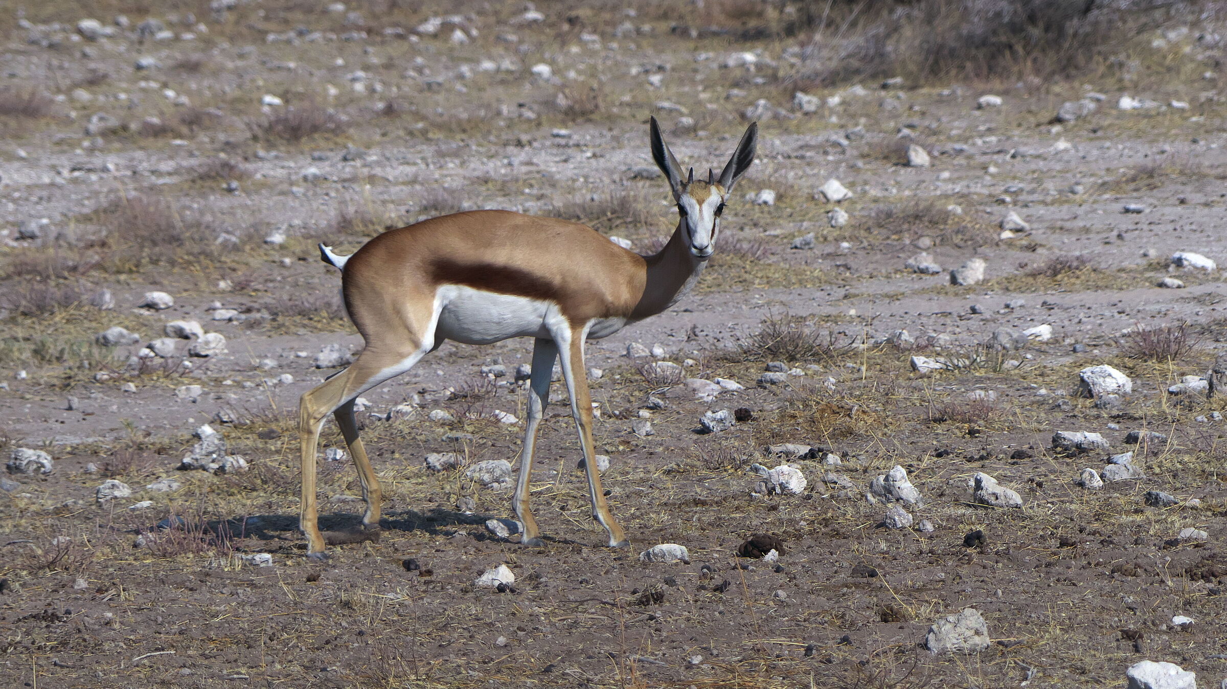Gazelle