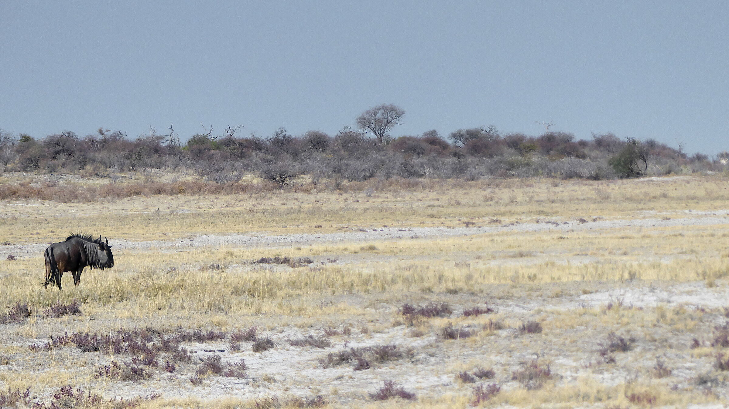 Lonely Wildebeest