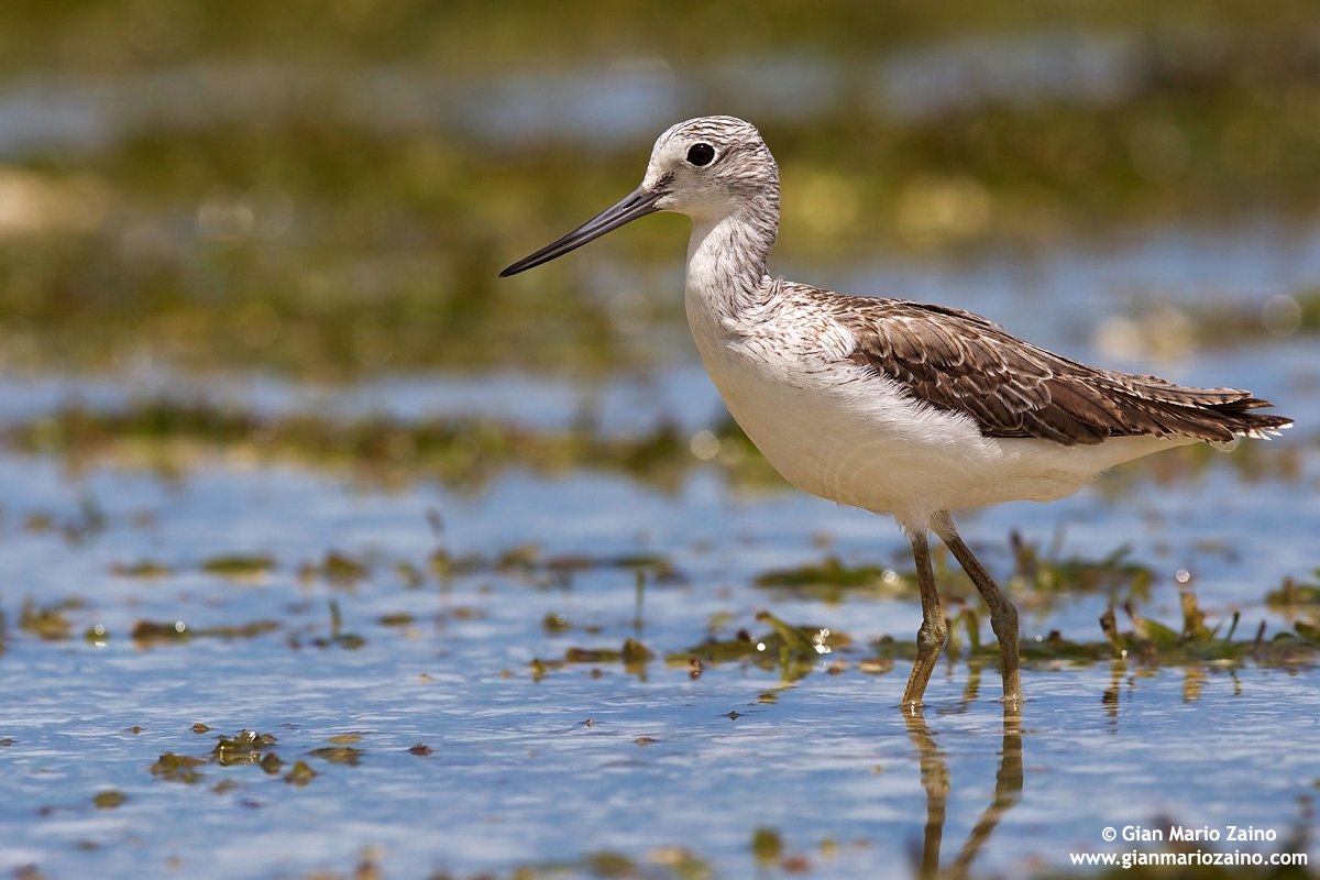 Common Greenshank