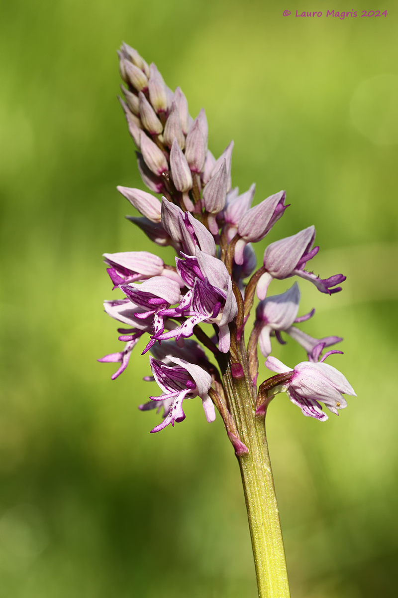 Svettante Orchis militaris