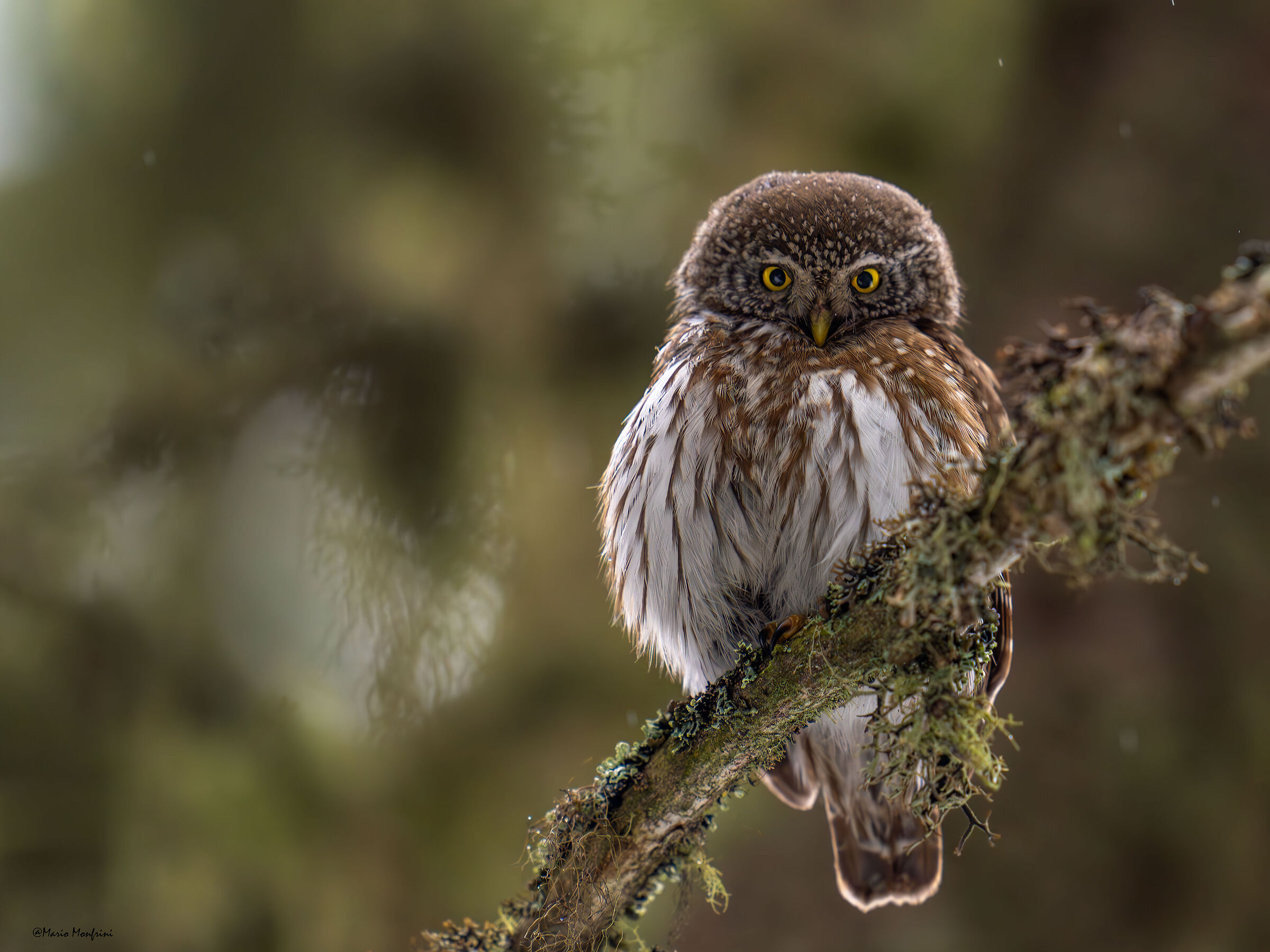 The small and mythical dwarf owl