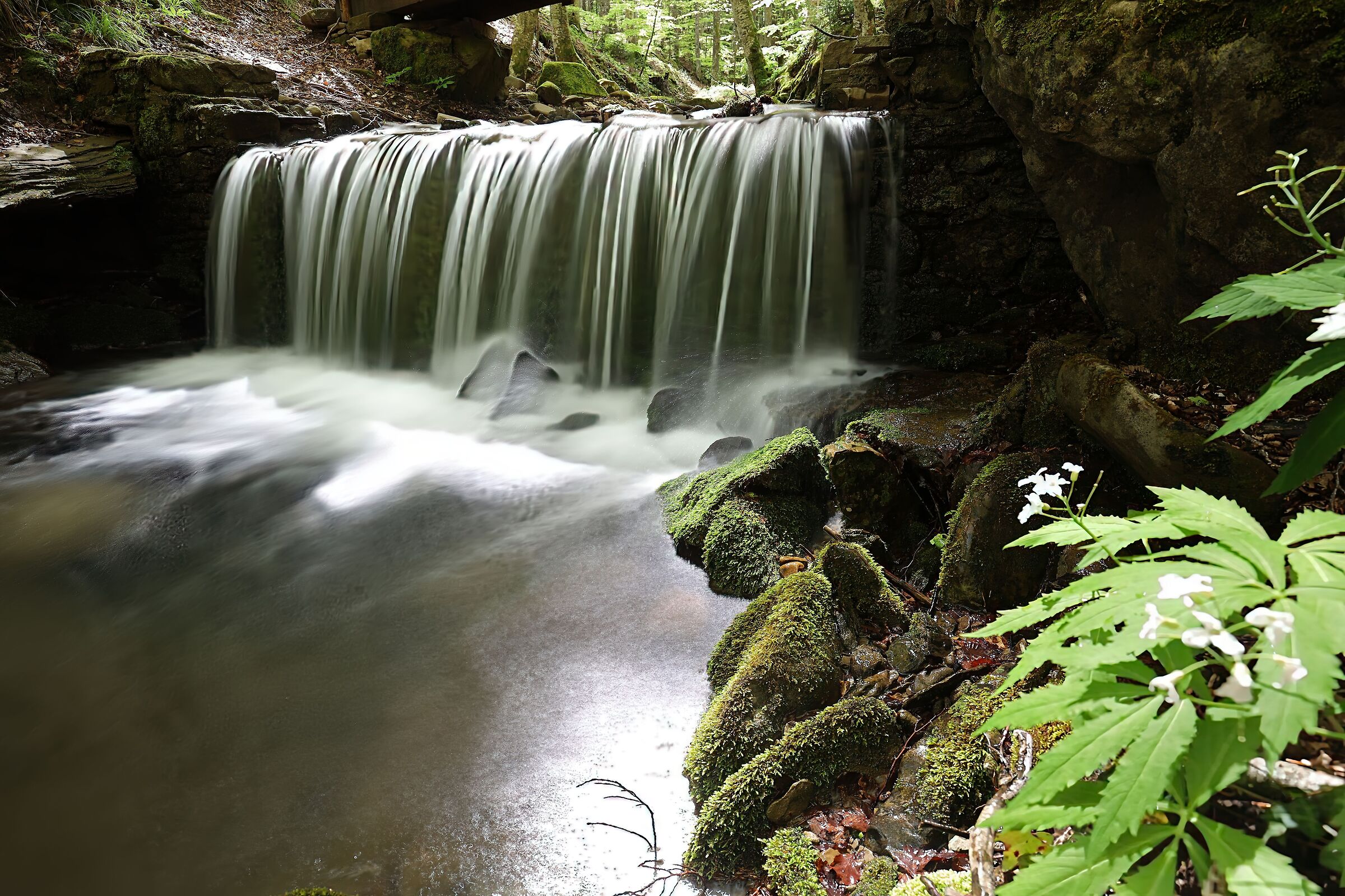Primavera nella foresta