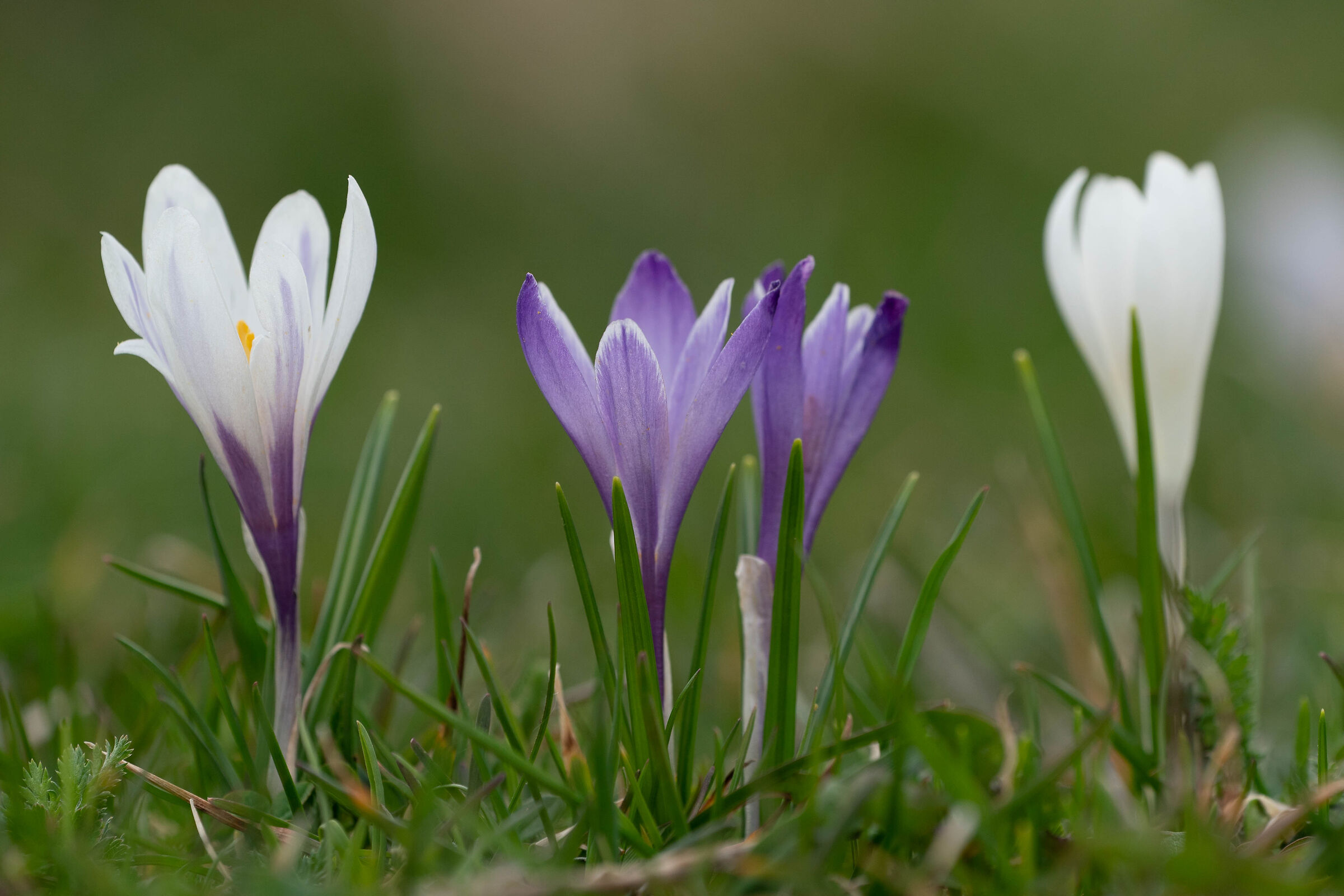 Crocus