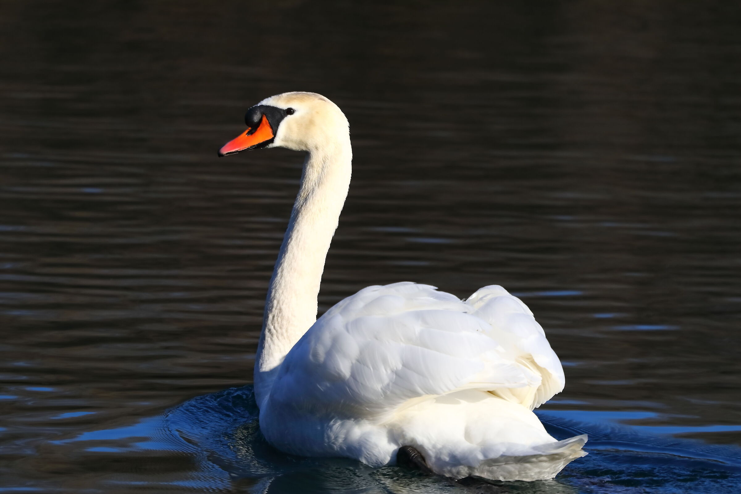 Mute Swan February 13, 2024 -