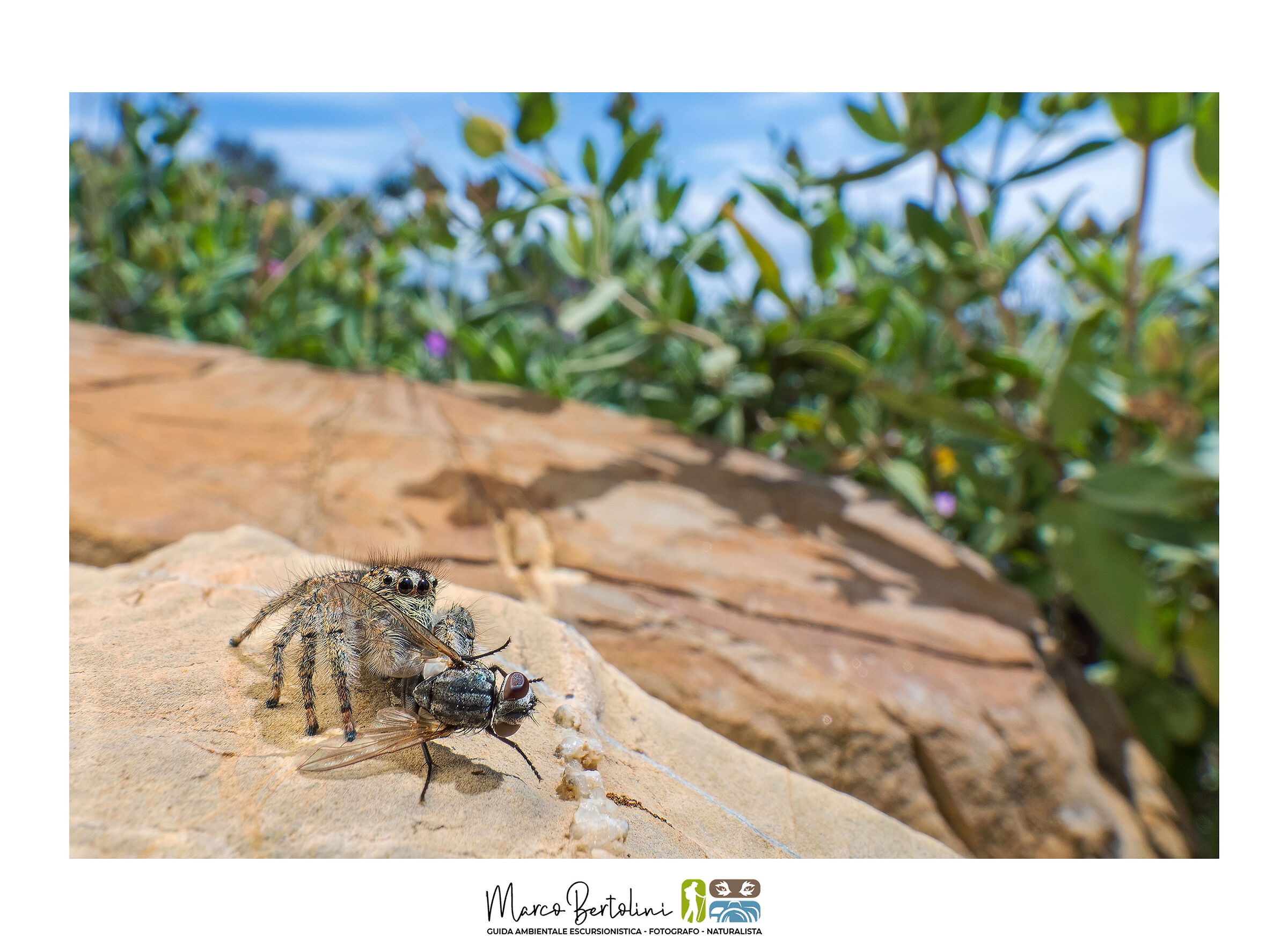 Le Tigri dell'erba…