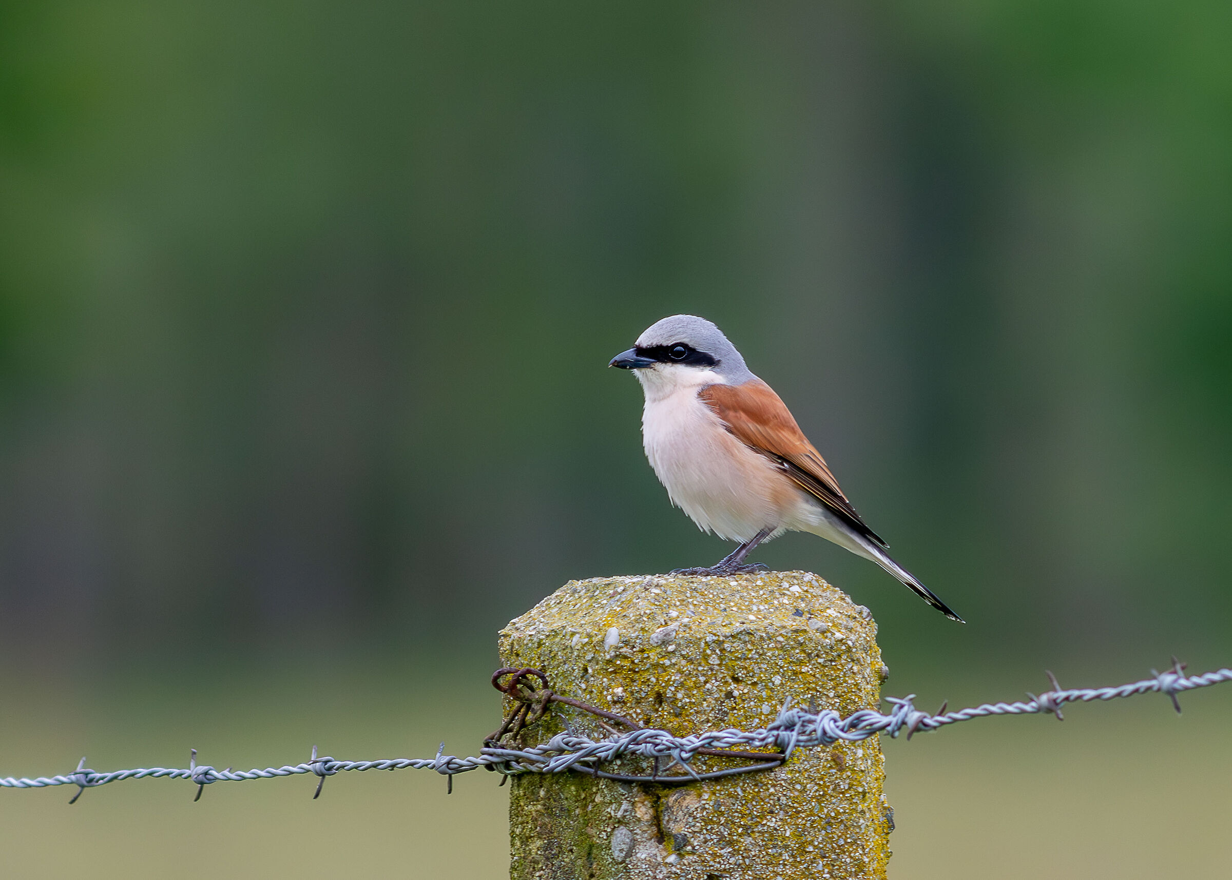 Averla piccola maschio